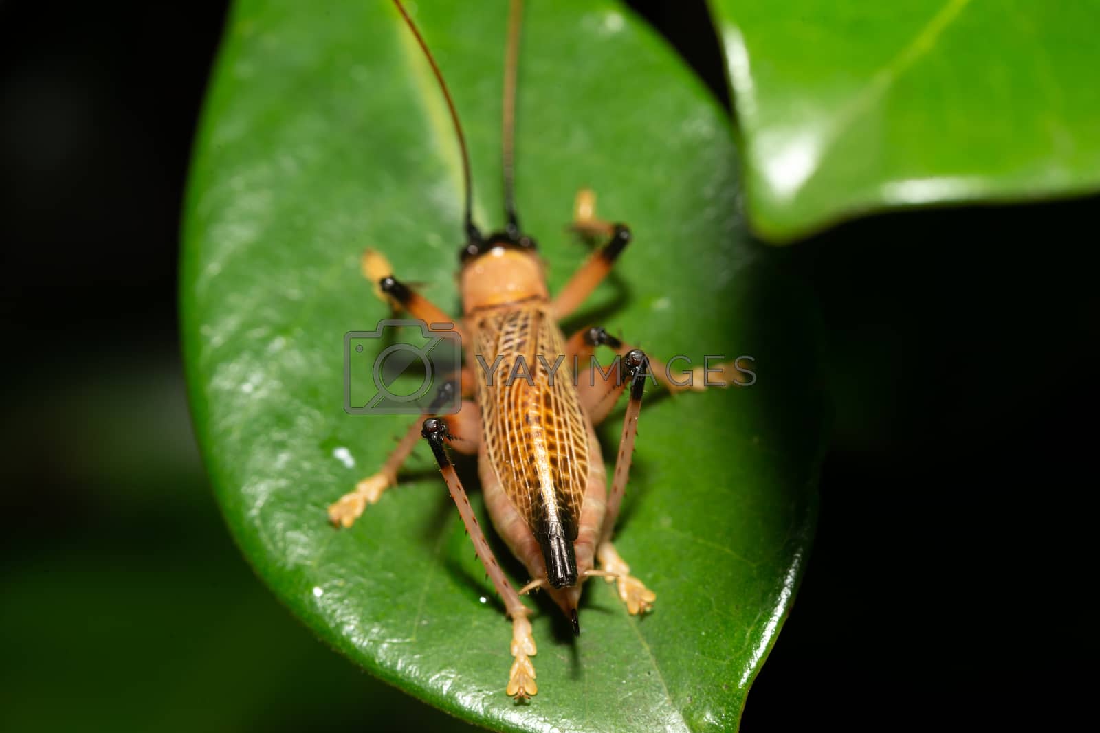 Royalty free image of Native species of insects in the rainforest by 25ehaag6
