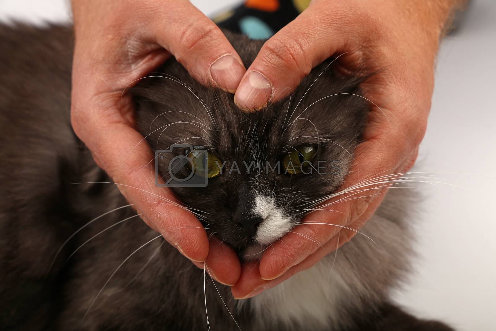 Close up heart shaped man hands embracing domestic cat face to show love of pets and animals, low angle front view