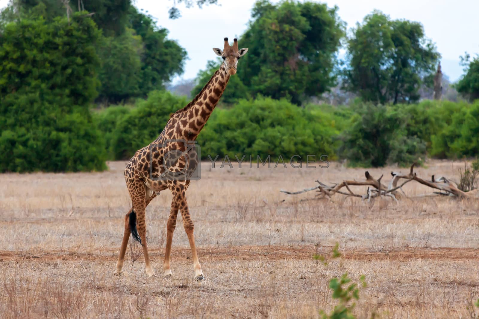 Royalty free image of Giraffe in Kenya, on safari by 25ehaag6