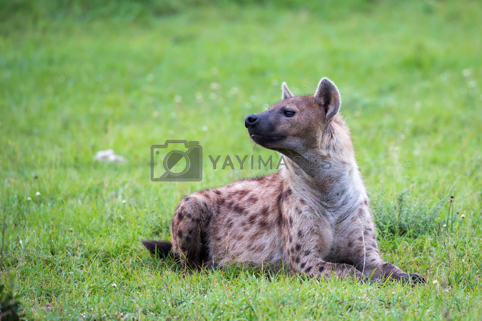 Royalty free image of A hyena is lying in the grass in the savannah in Kenya by 25ehaag6
