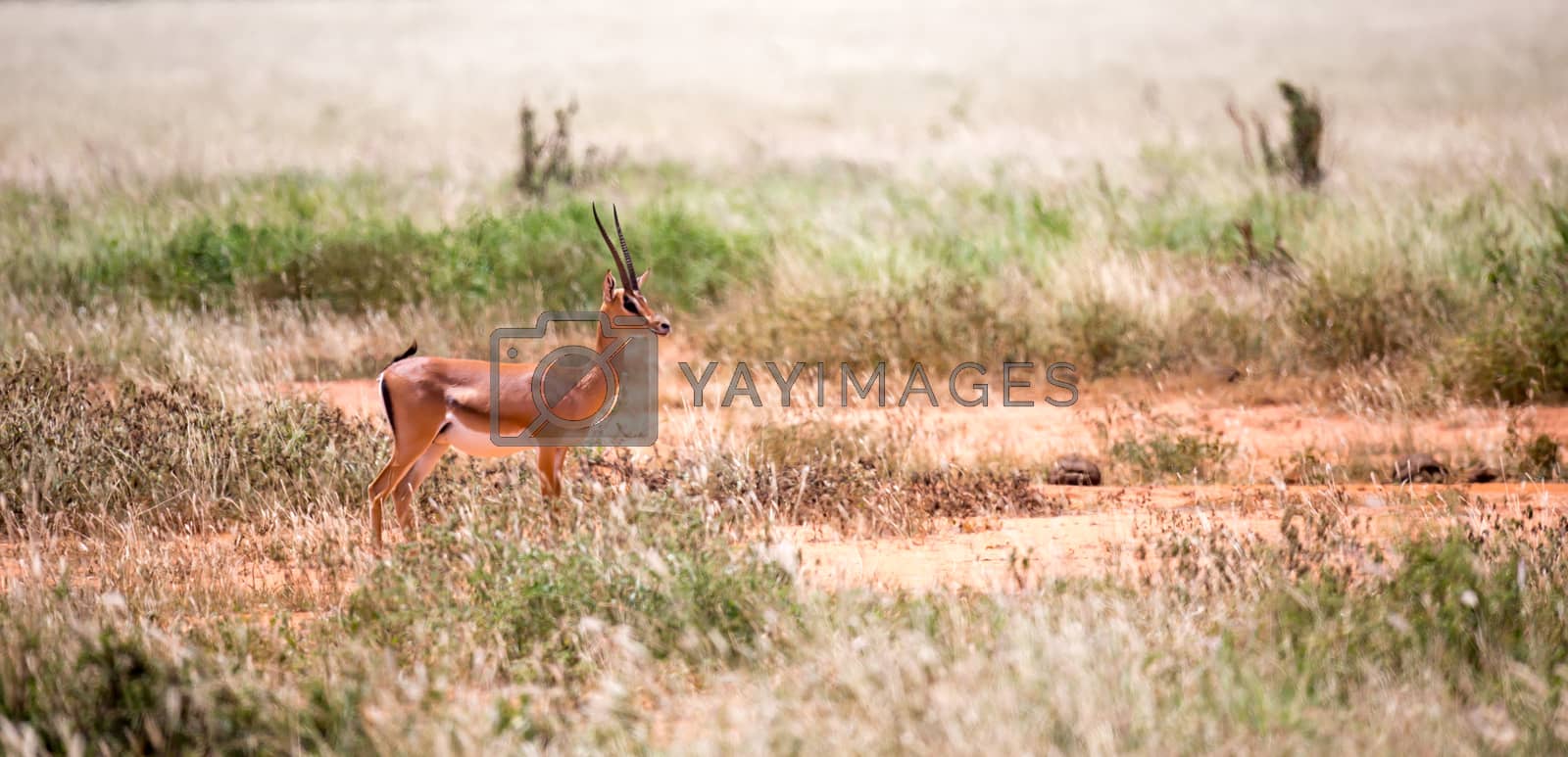 Royalty free image of Grant Gazelle grazes in the vastness of the Kenyan savannah by 25ehaag6