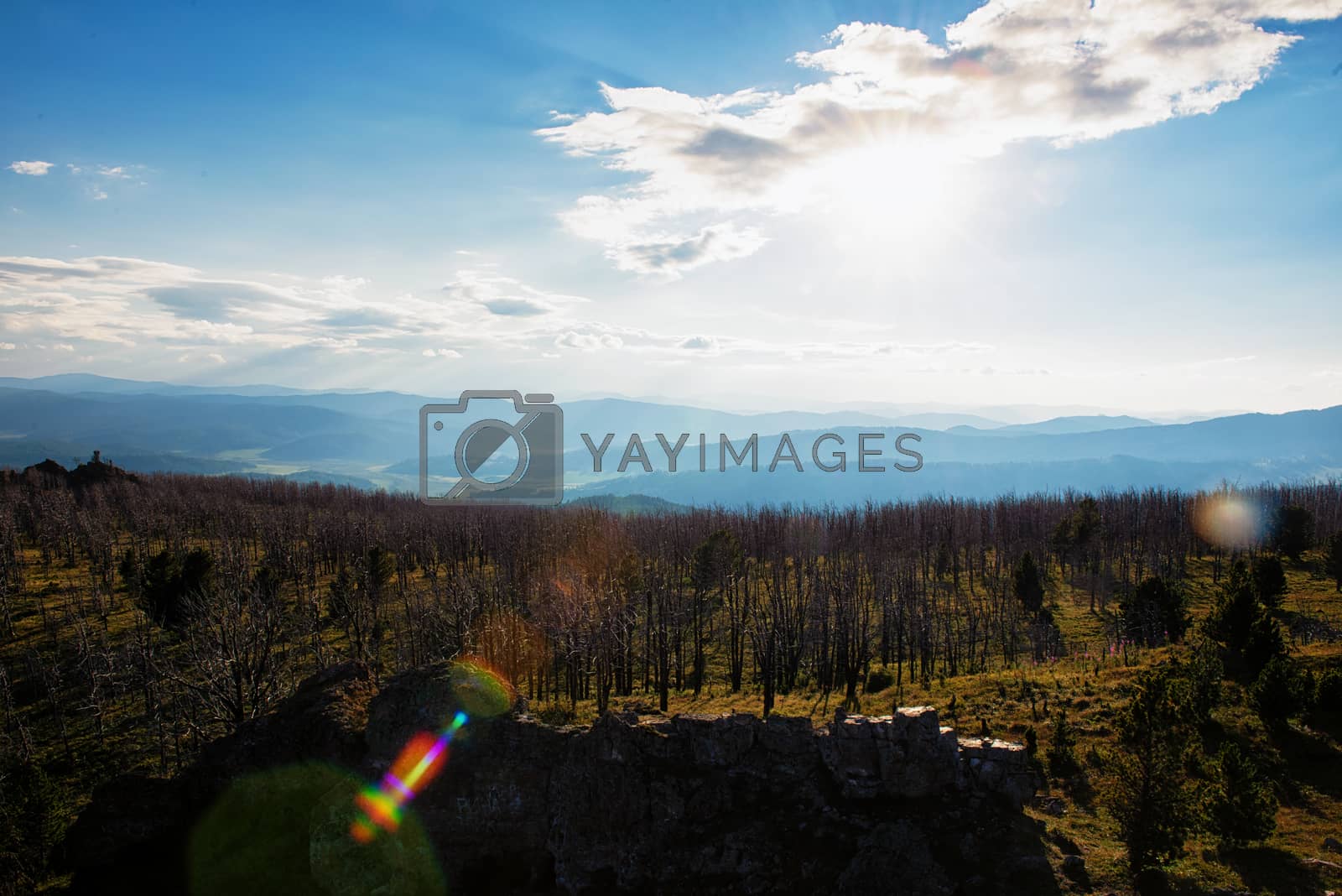 Landscape with dead forest on the mountain pass, height over 2000 meters, in the mountains in Altay