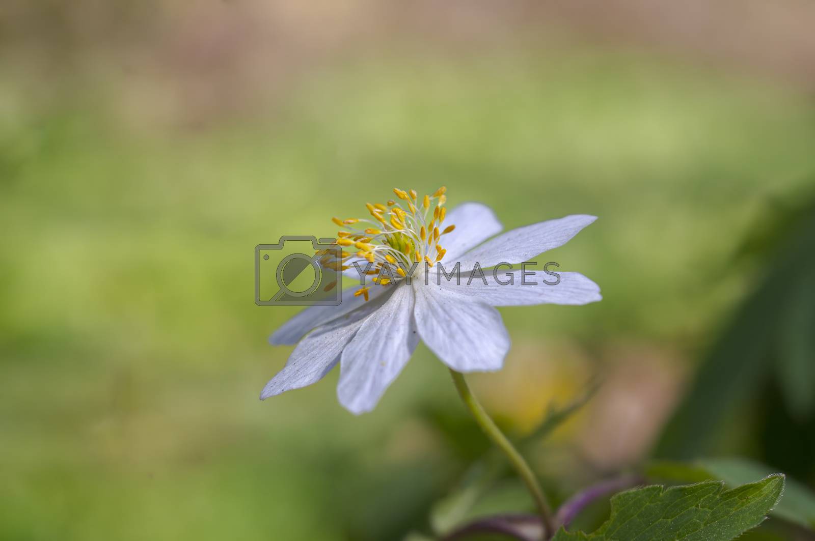 Royalty free image of grove wind flower in the green season forest by mario_plechaty_photography