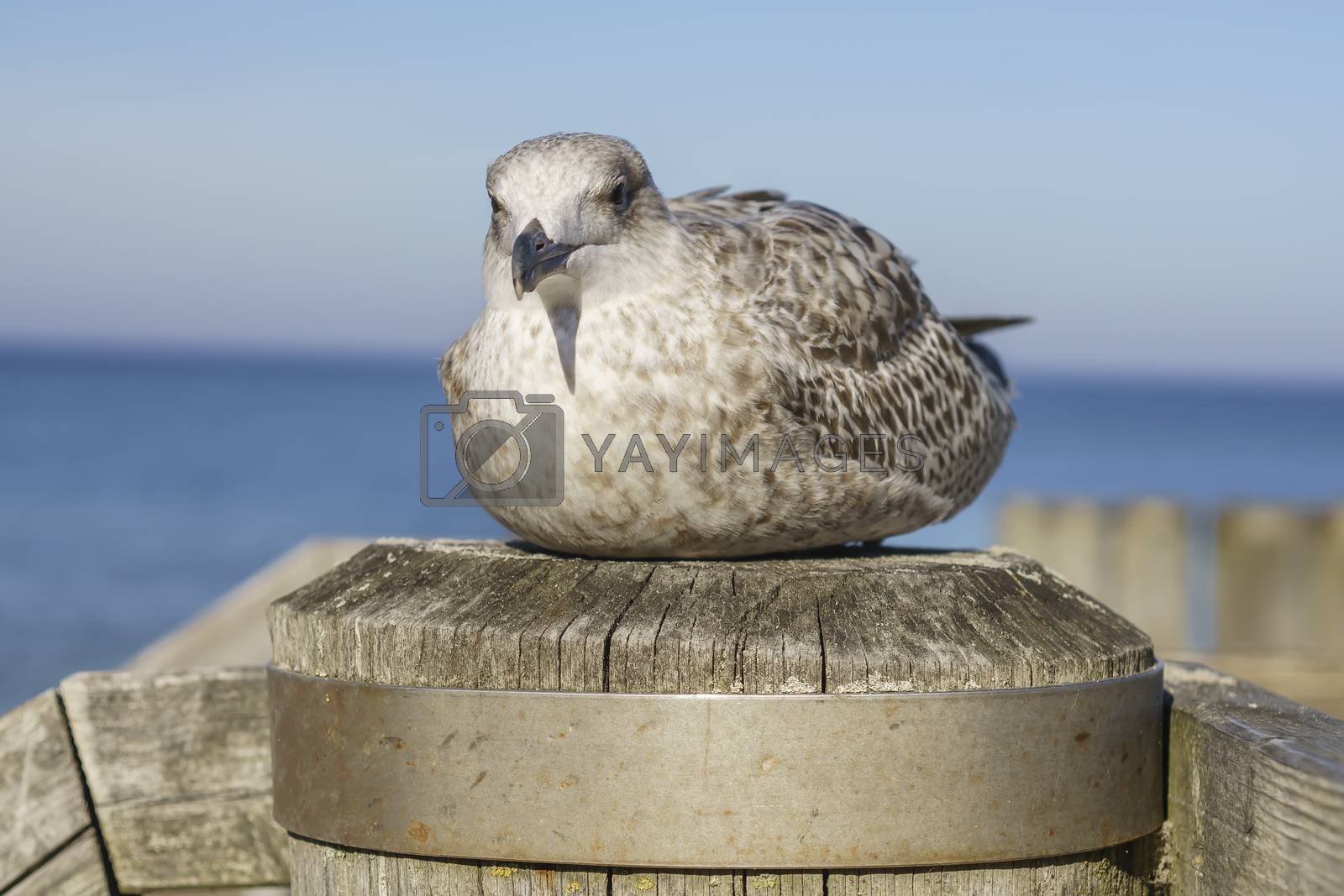 Royalty free image of sea gull on boat dock at baltic sea beach by mario_plechaty_photography