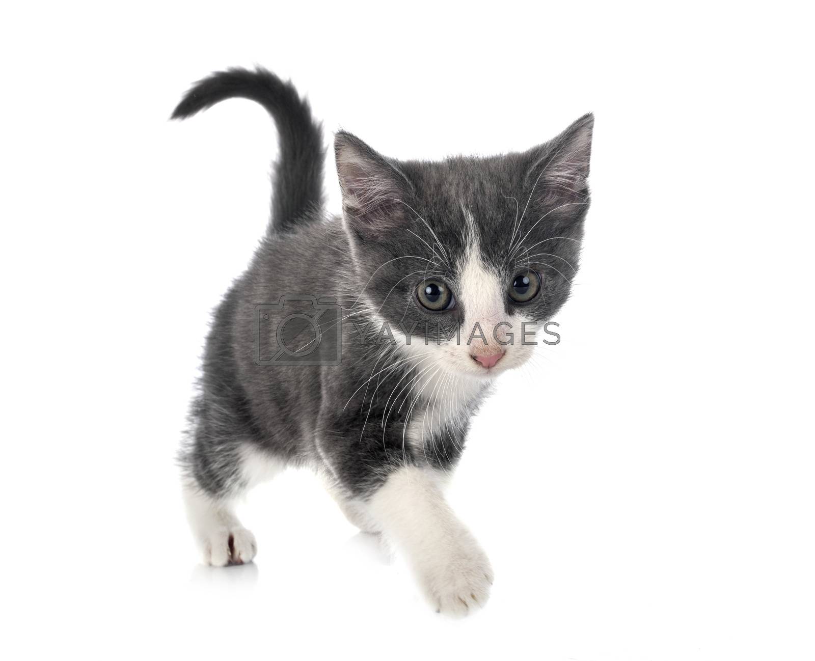 Royalty free image of kitten in studio by cynoclub