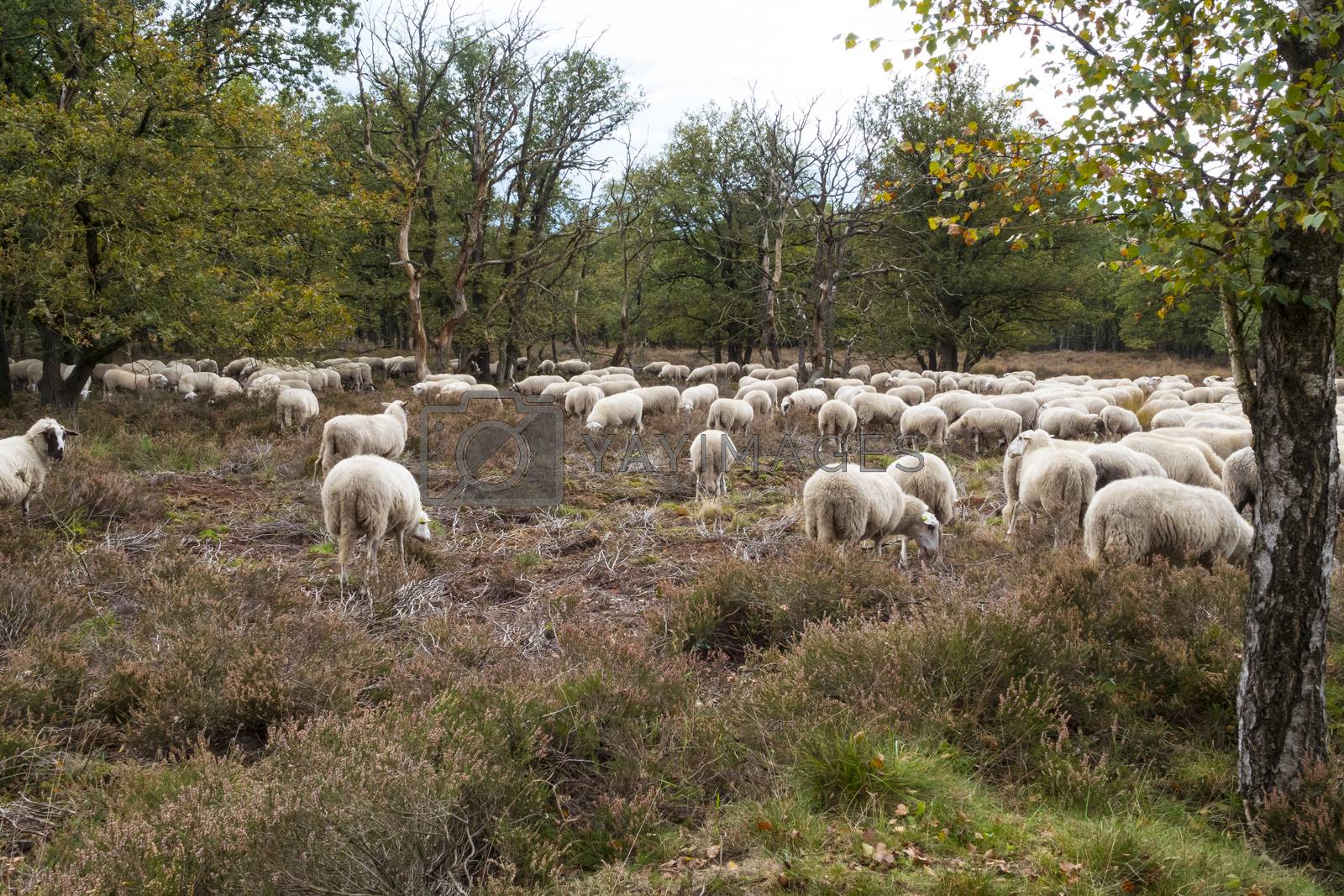 Royalty free image of flock of sheep grazing on the veluwe by compuinfoto
