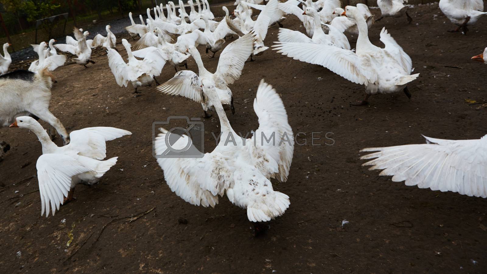 Royalty free image of Domestic geese graze on traditional village goose farm. Group goose running in village by sarymsakov
