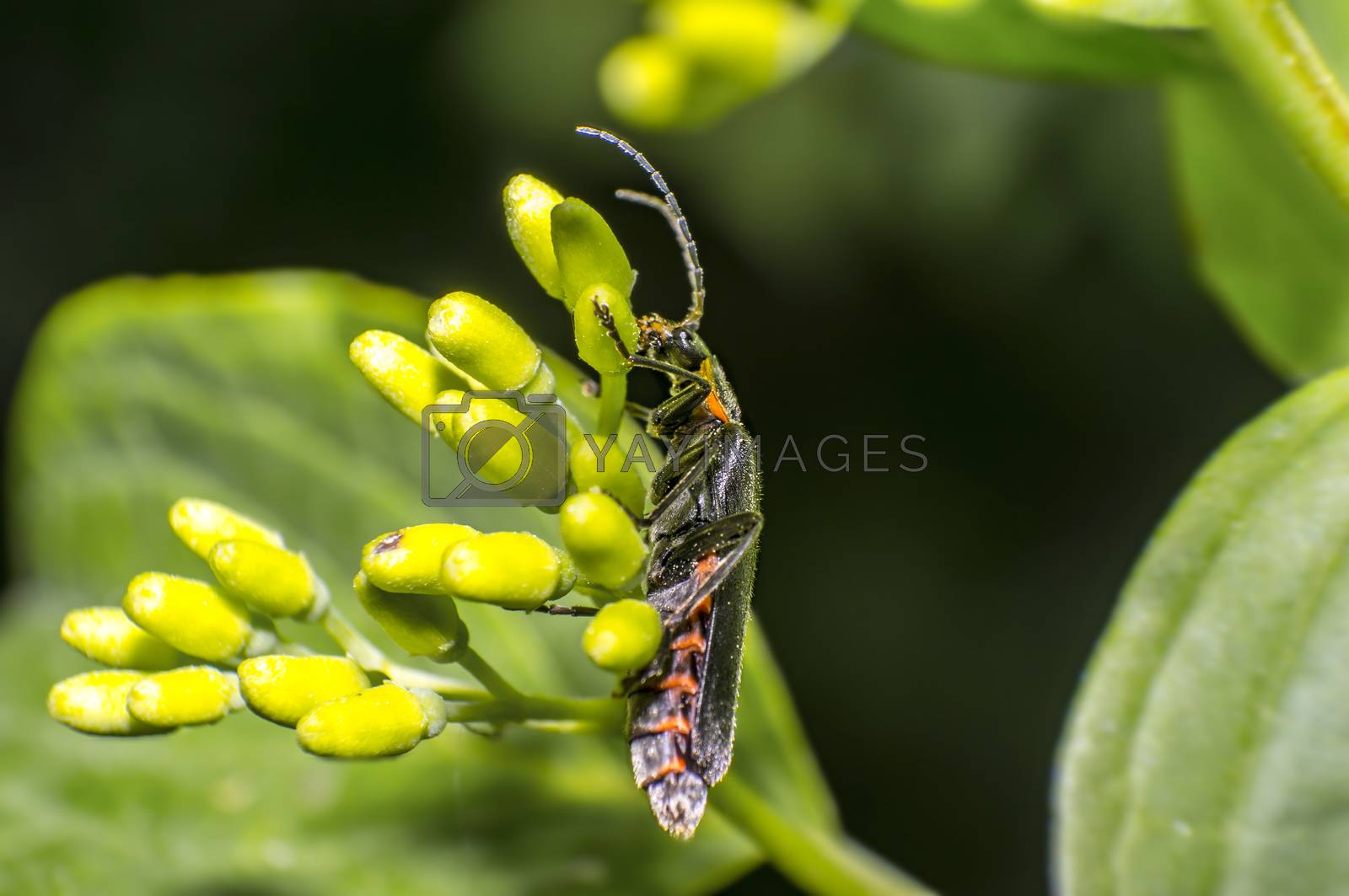 Royalty free image of small soldier soft beetle on green blossom in fresh season natur by mario_plechaty_photography