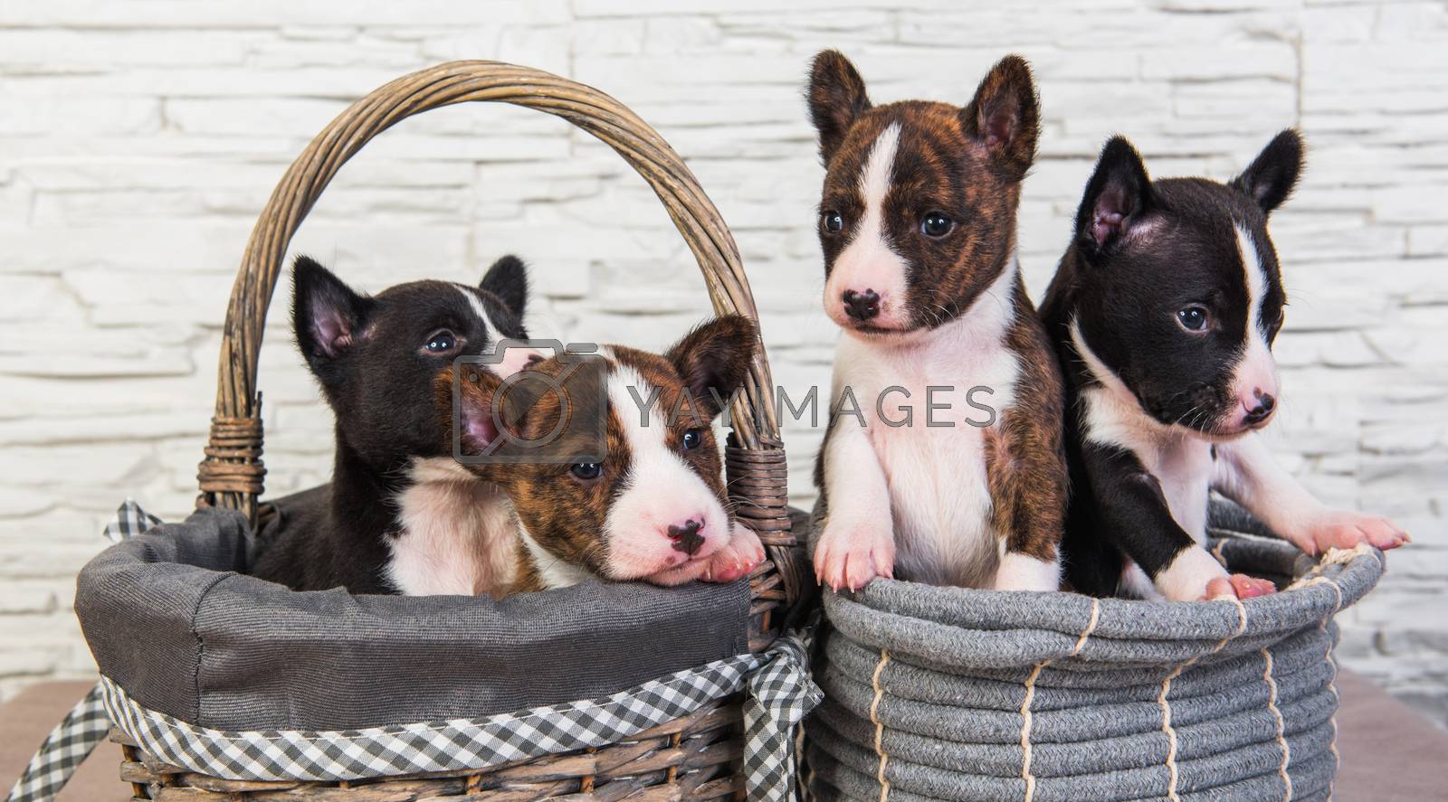 Royalty free image of Four Funny small babies Basenji puppies dogs by infinityyy