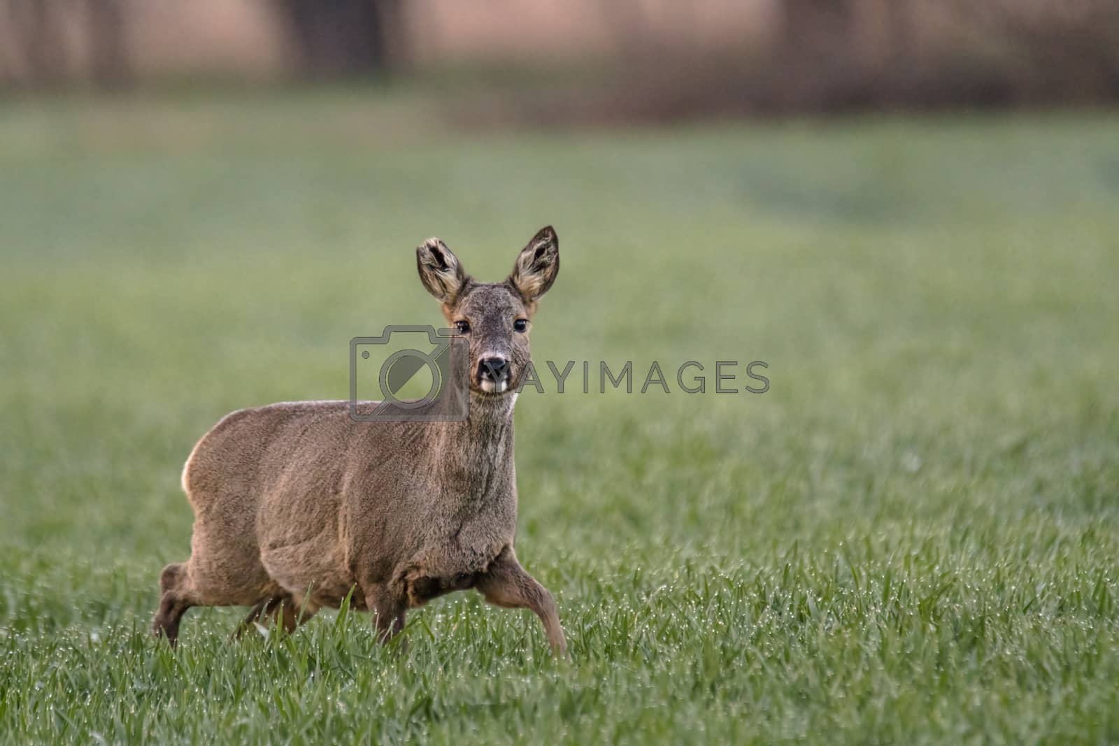 Royalty free image of roe deer at field in the wild nature by mario_plechaty_photography