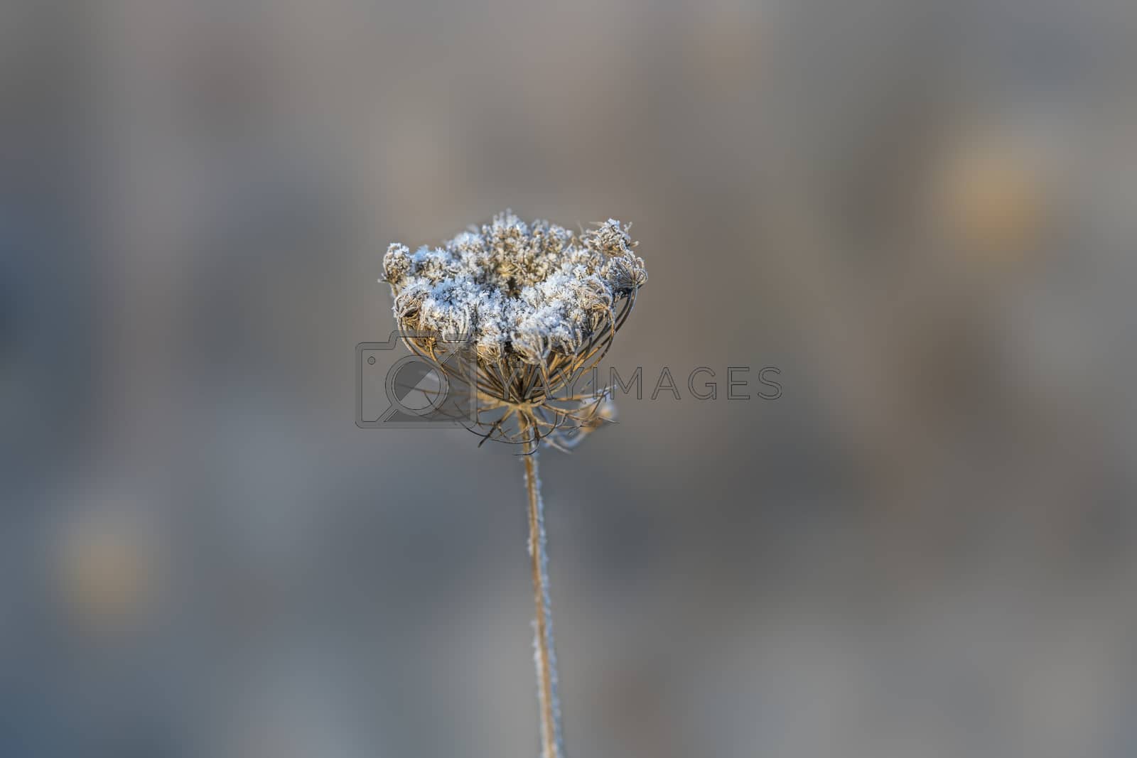 Royalty free image of frozen fauna plants with hoar frost  by mario_plechaty_photography