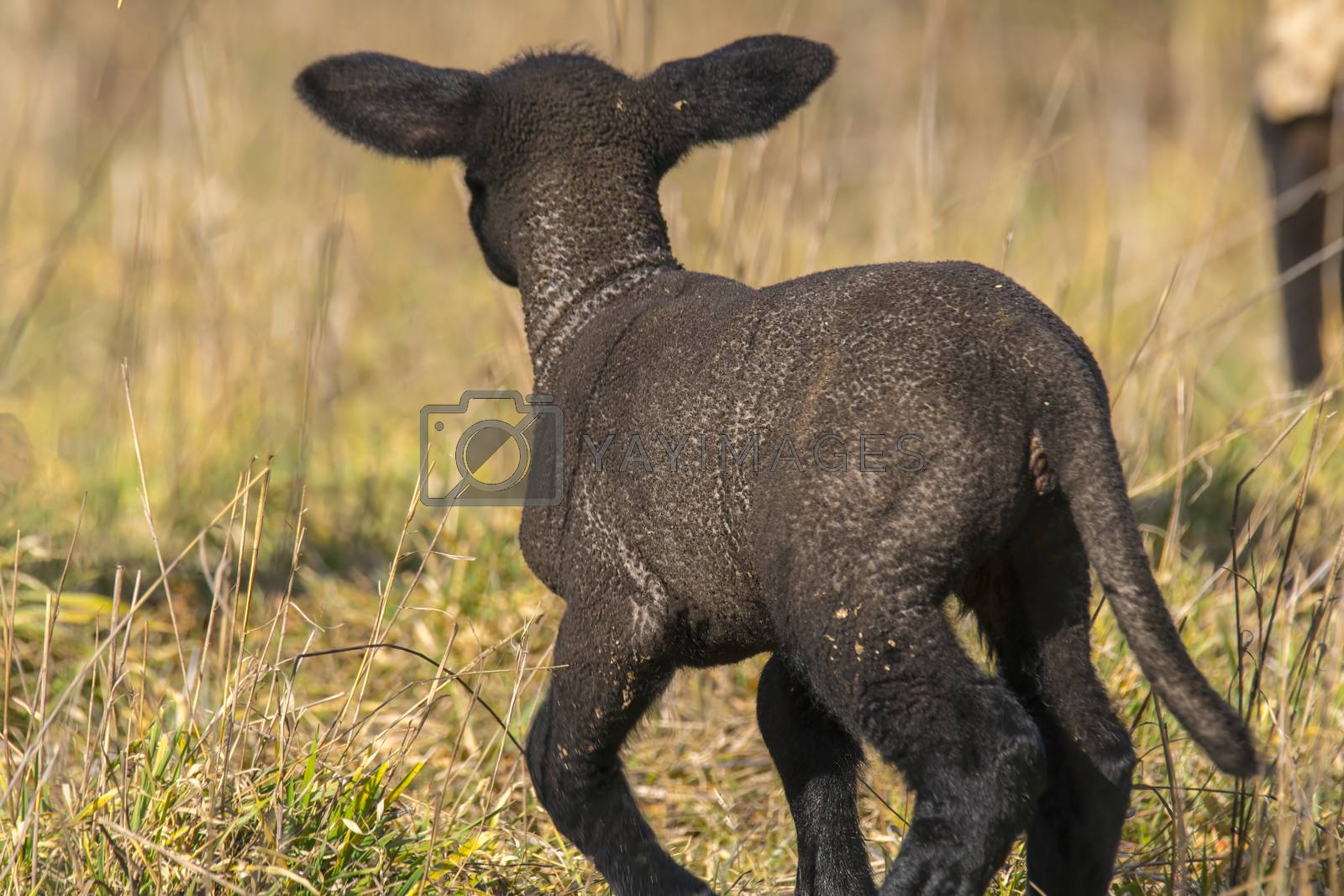 Royalty free image of young new born black lamb explores the world by mario_plechaty_photography