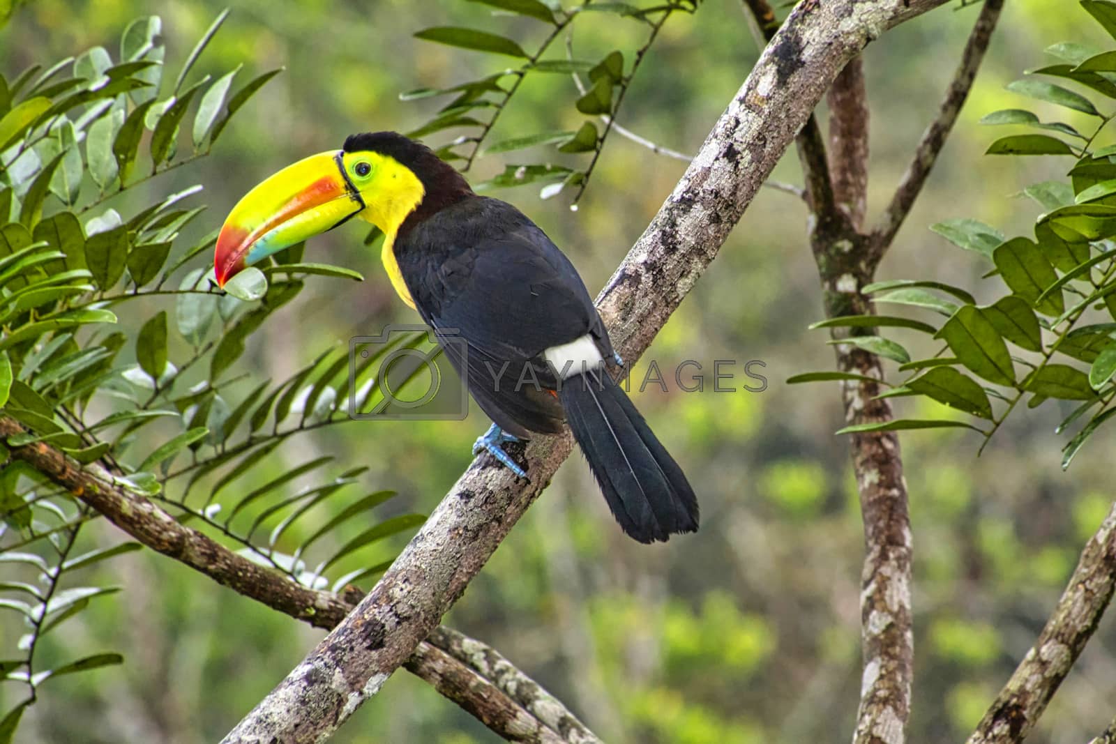 Royalty free image of Keel-billed Toucan, Tropical Rainforest, Costa Rica by alcaproac