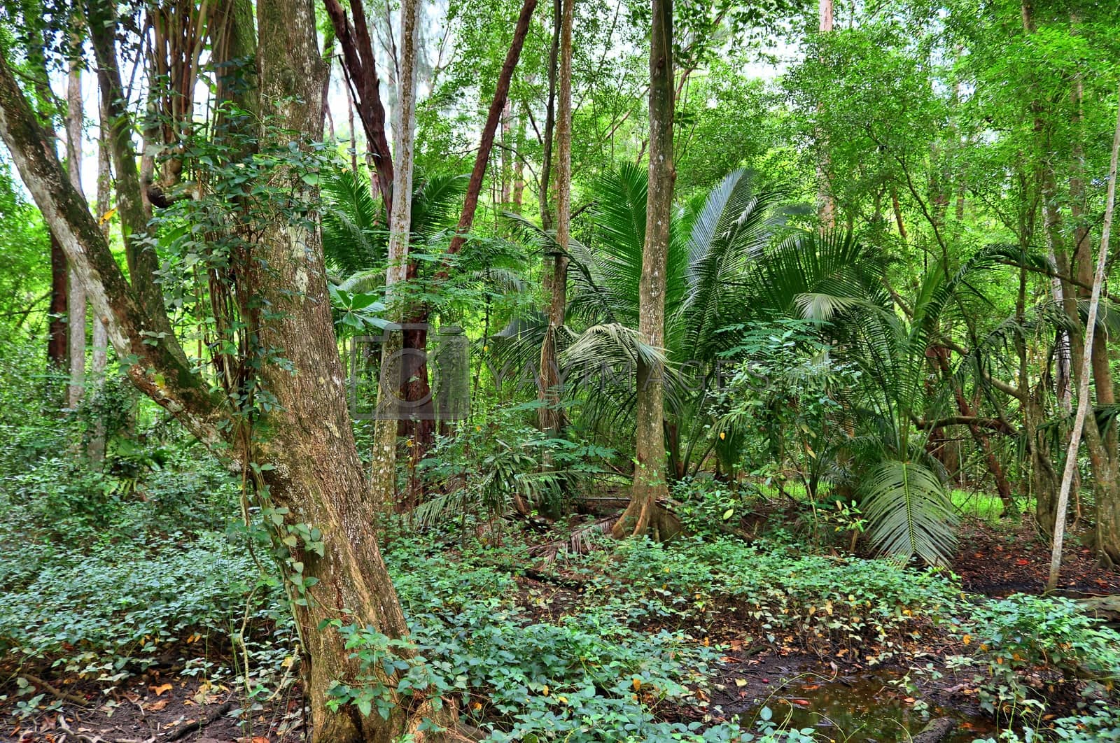 Royalty free image of Beautiful green rainforest shots in different places on the Seyc by MP_foto71