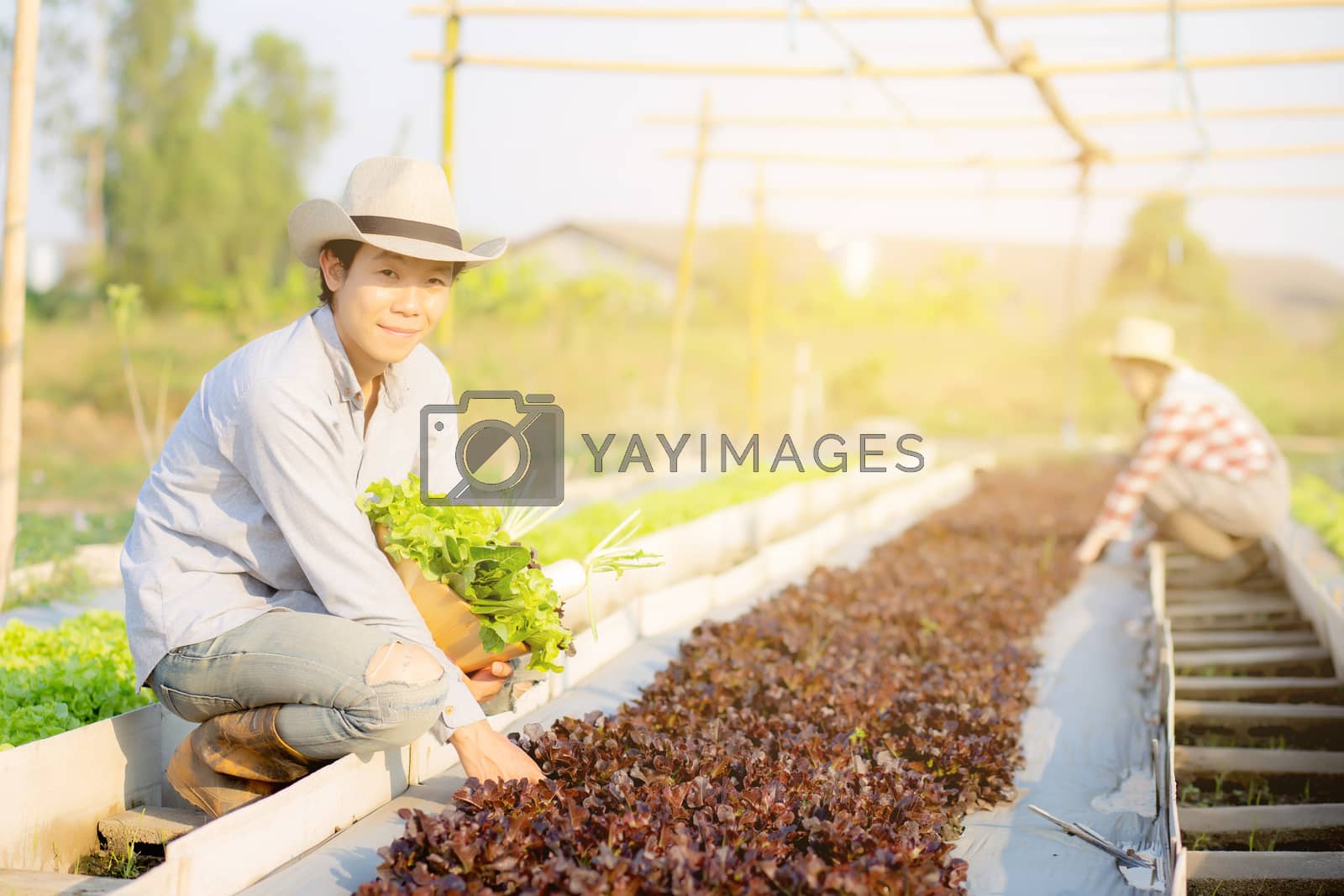 Royalty free image of Beautiful young asian man and woman picking up fresh organic veg by nnudoo