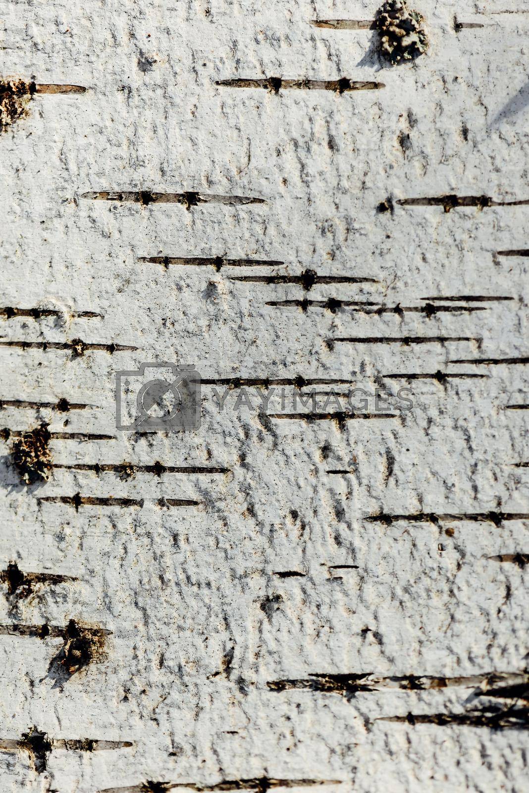 Royalty free image of Detail of Paper Birch tree bark by Seva_blsv