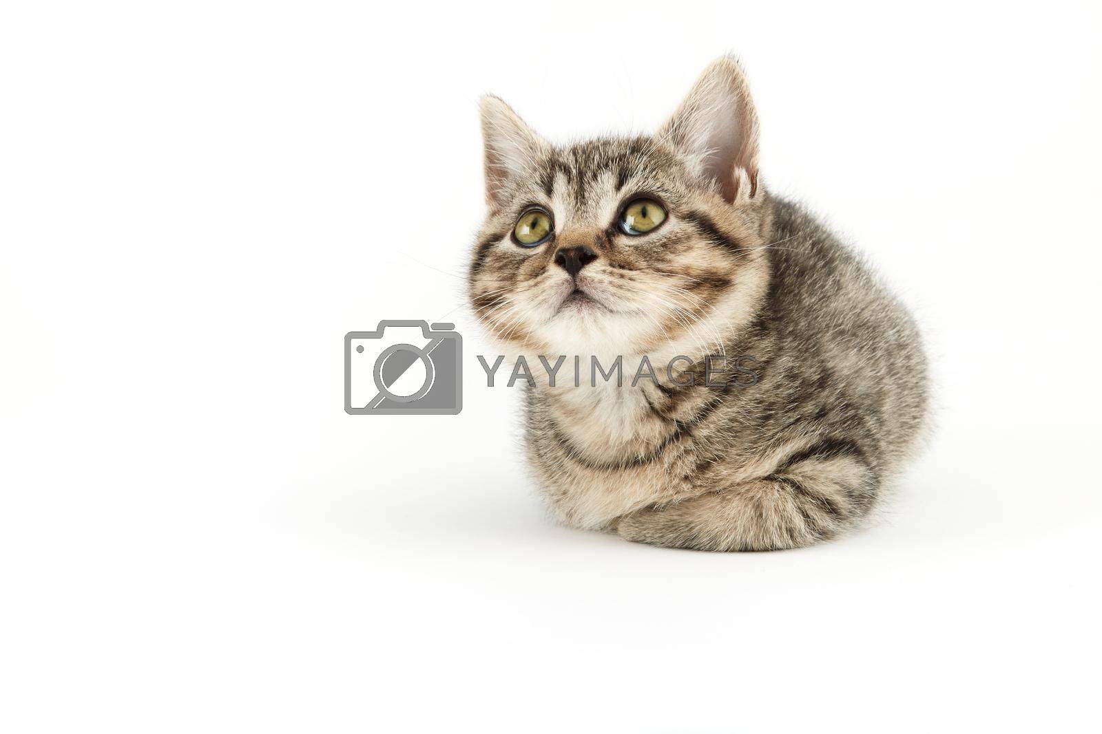 Royalty free image of Little tabby (European Shorthair) kitten by Xebeche2