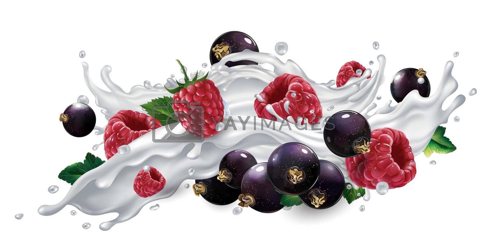 Royalty free image of Black currants and raspberries in a yogurt or milk splash. by ConceptCafe