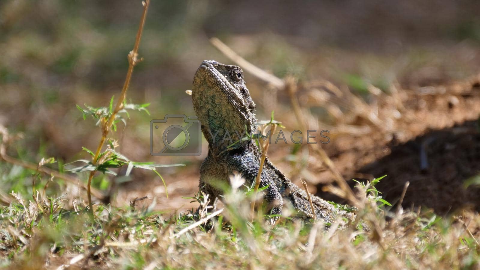 Royalty free image of Southern tree agama in the grass  by traveltelly
