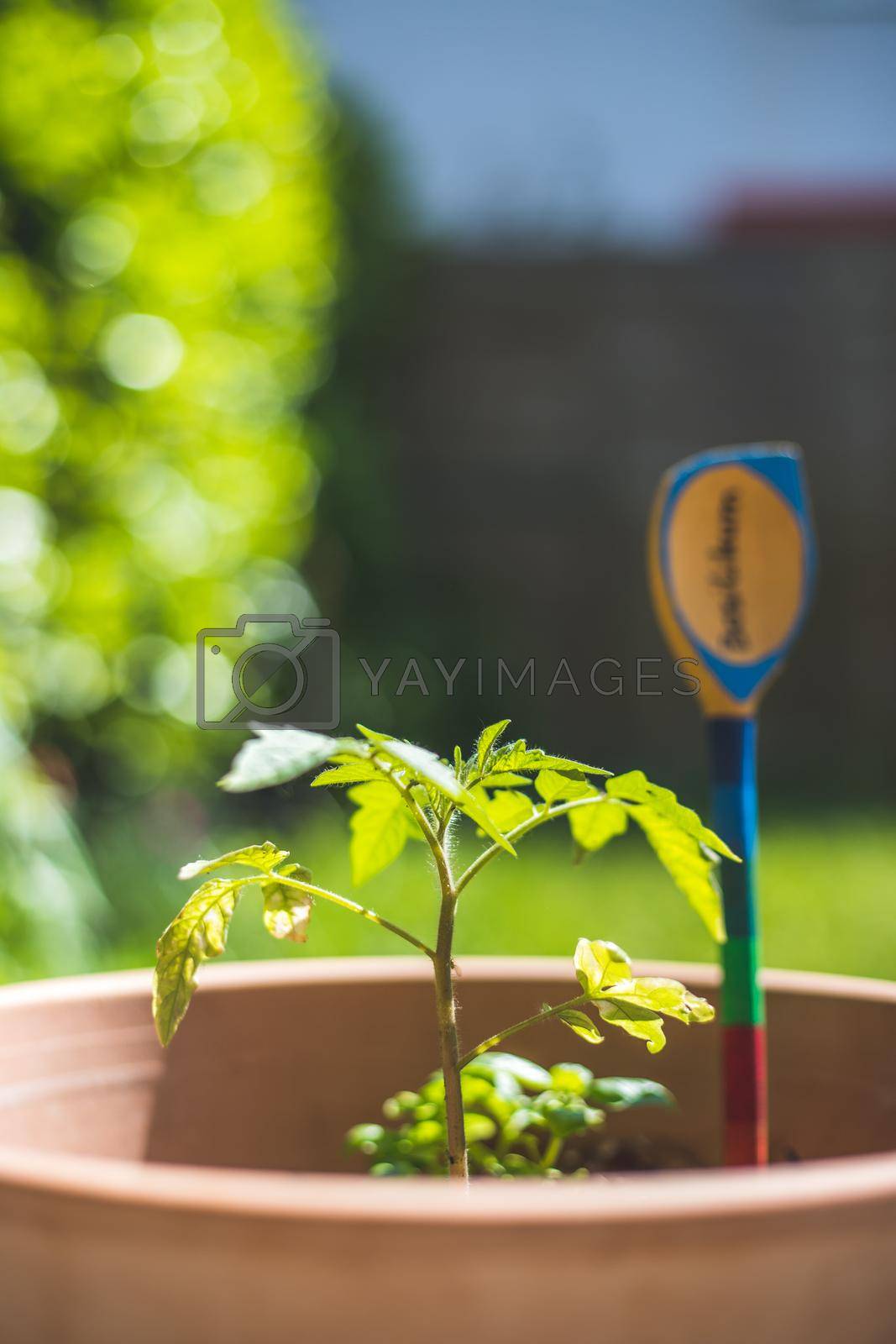 Royalty free image of Tomato planting in the raised bed: young plants are growing in the sunlight by Daxenbichler