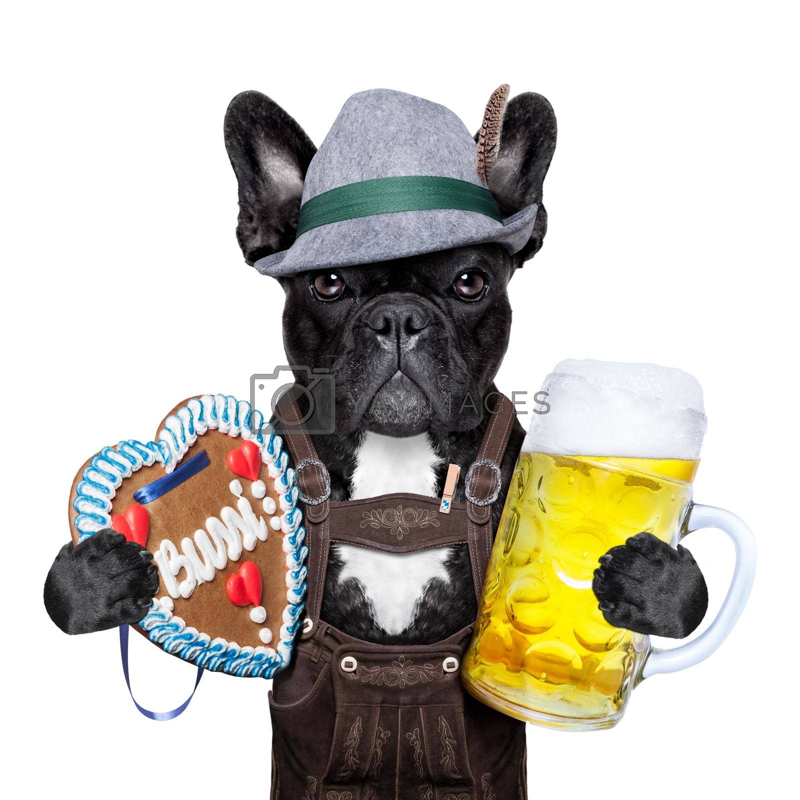 Royalty free image of bavarian beer dog  by Brosch
