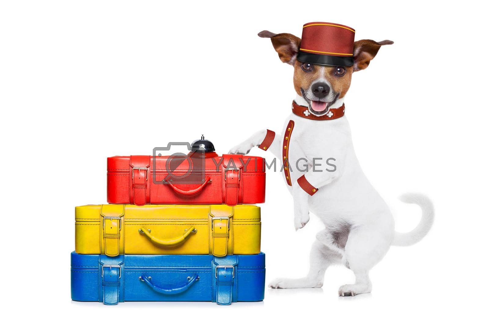 jack russell bellboy dog with stack of luggage at hotel, where pets are welcome and allowed,isolated on white background