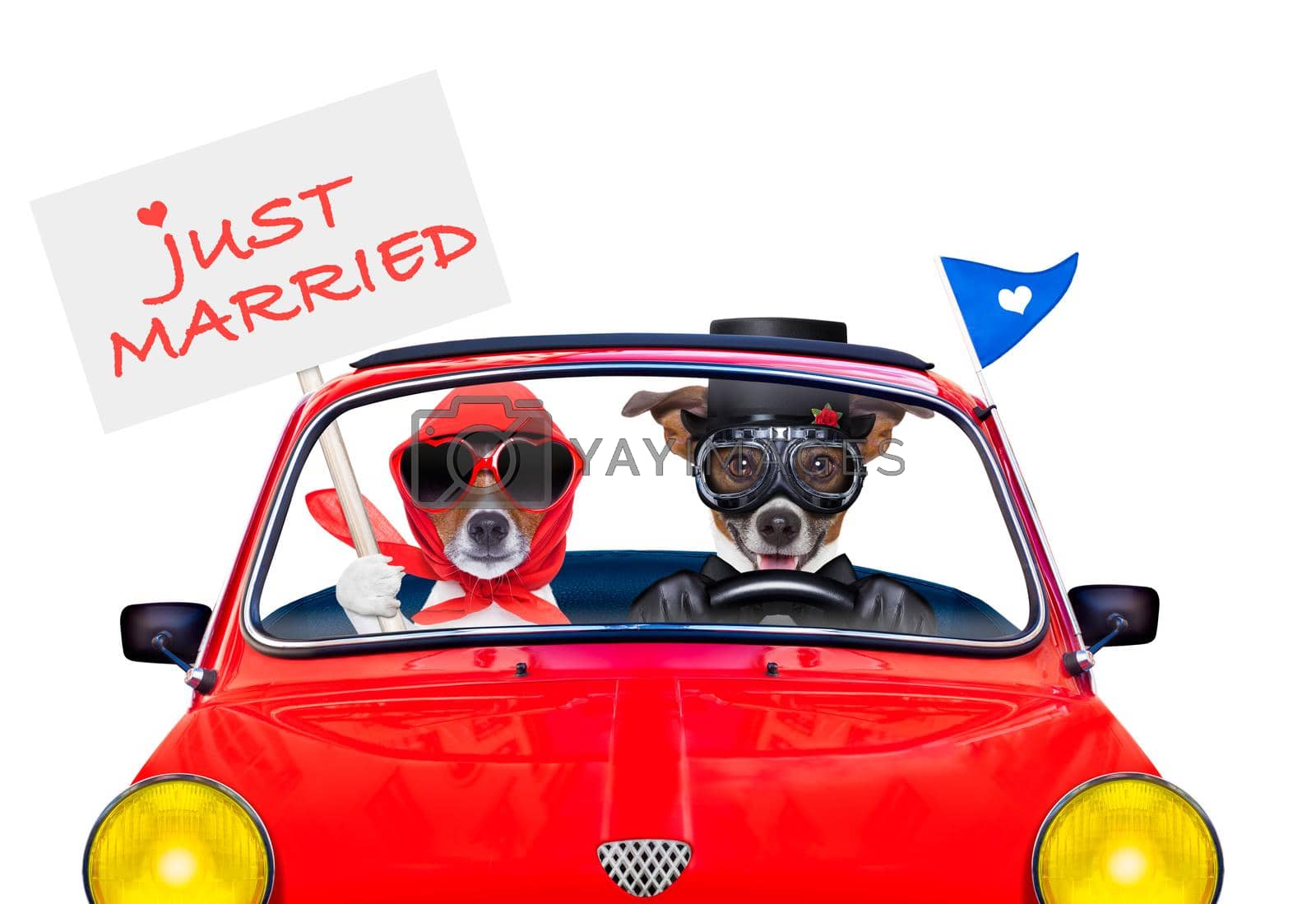 Royalty free image of just married dogs by Brosch