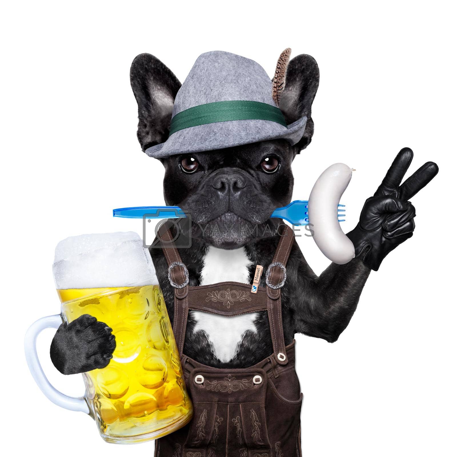 cool bavarian german french bulldog  dog  with beer mug and sausage in mouth , victory or peace fingers , isolated on white background