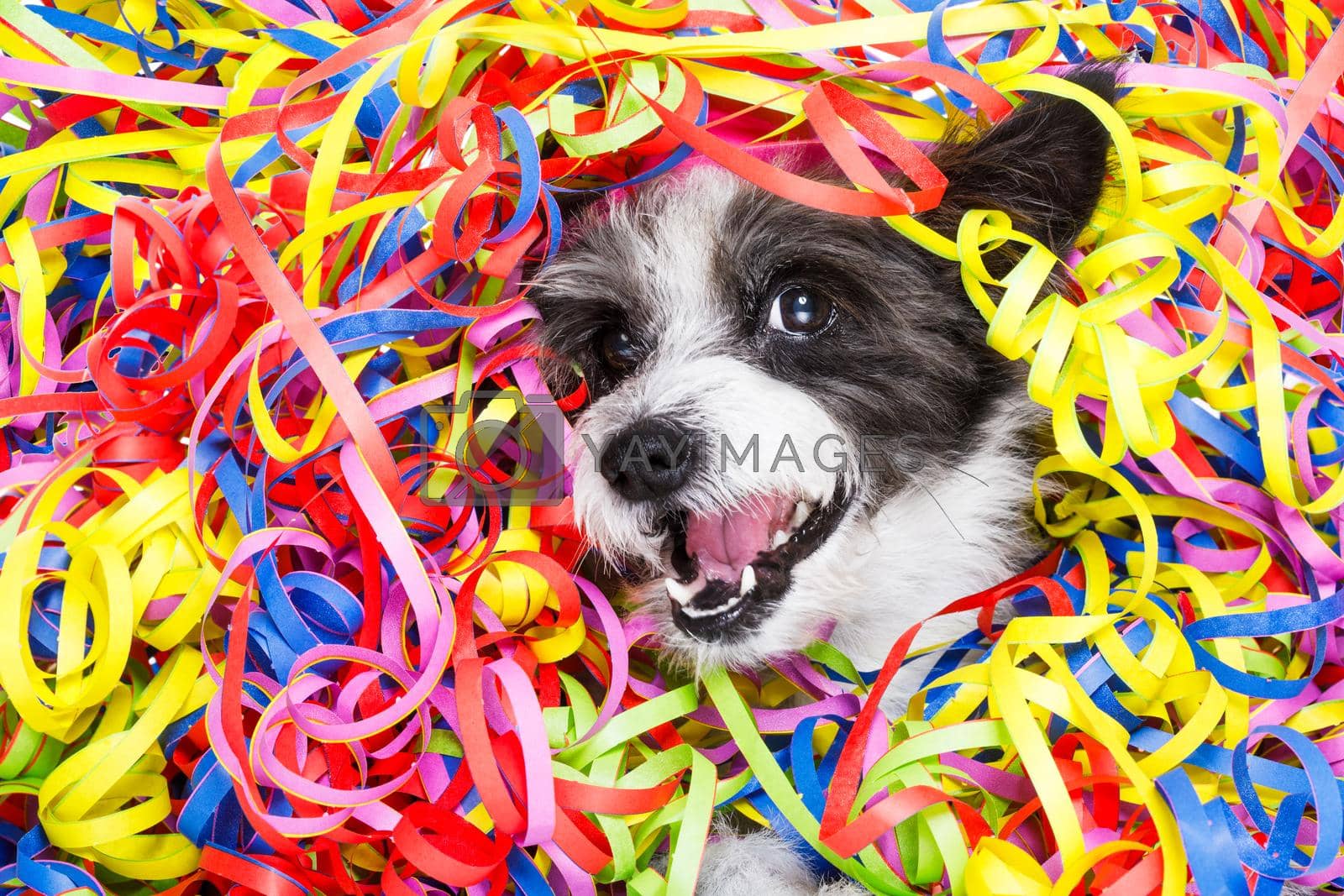 poodle dog having fun and  a party with serpentine streamers, for birthday or happy new year  , laughing