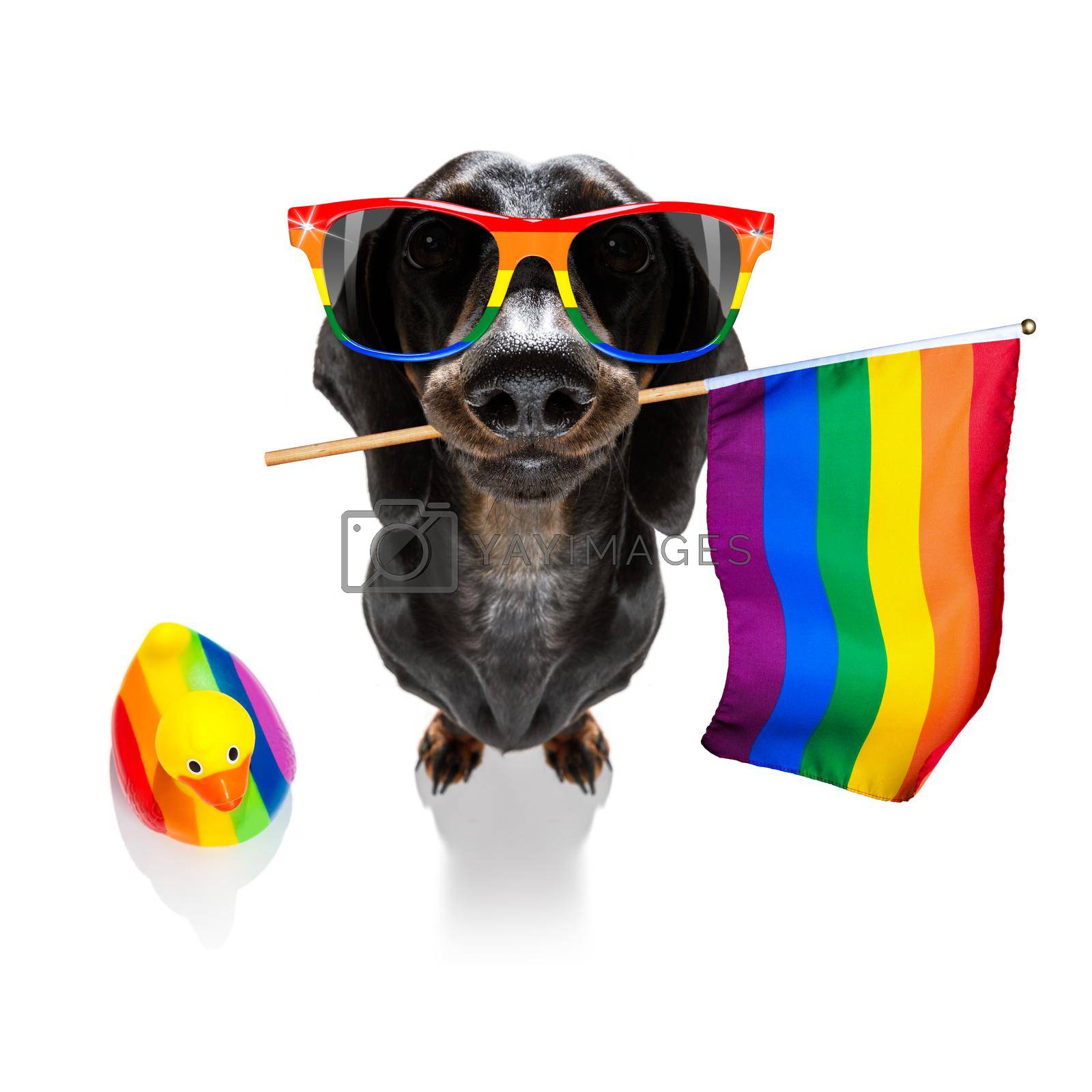 Royalty free image of gay pride dog by Brosch
