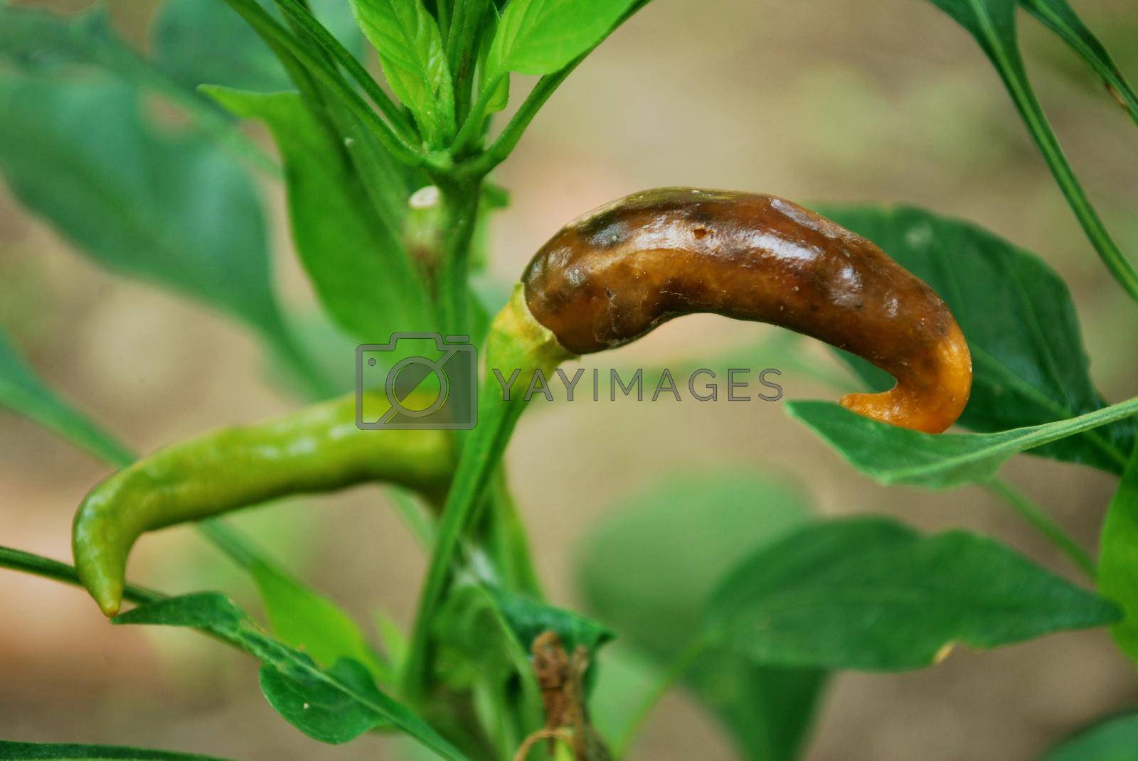 Royalty free image of Chili rot caused by borer destruction.Chili caused by insects. by thitimontoyai