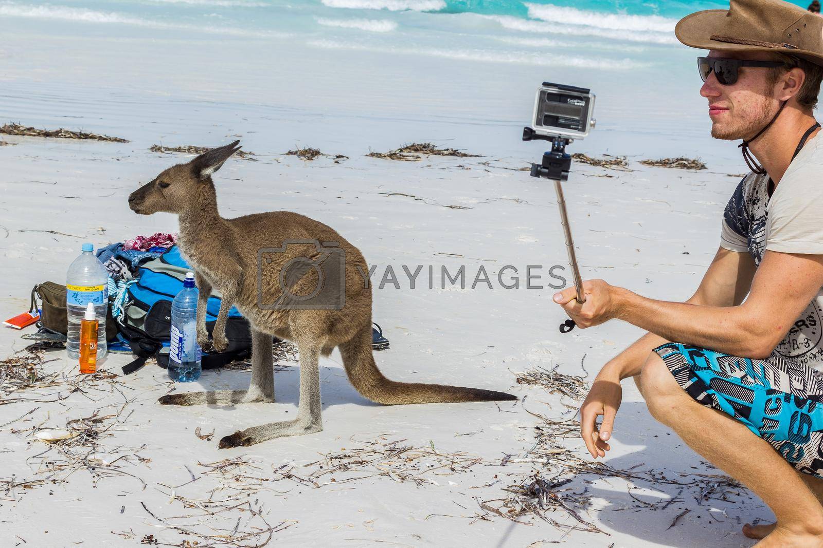 Royalty free image of caucasian man is taking a selfie with a beautiful Kangaroo near a backpack at Lucky Bay Beach in the Cape Le Grand National Park near Esperance, Australia by bettercallcurry