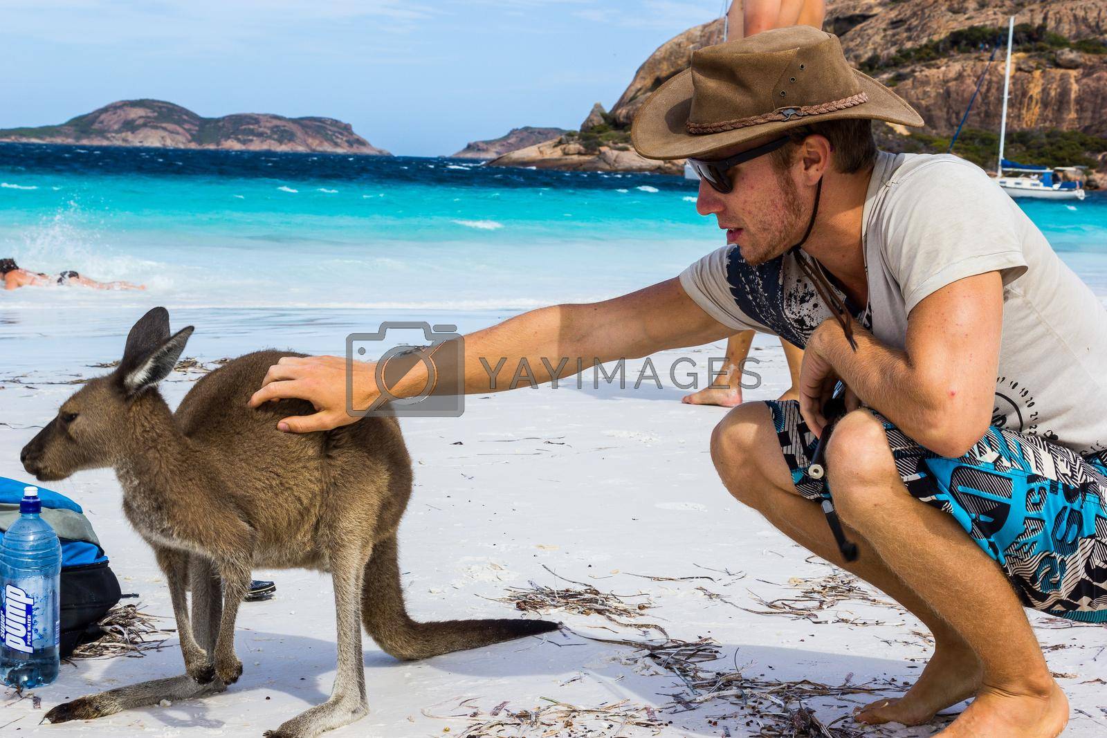 Royalty free image of caucasian man pets a beautiful Kangaroo at Lucky Bay Beach in the Cape Le Grand National Park near Esperance, Australia by bettercallcurry