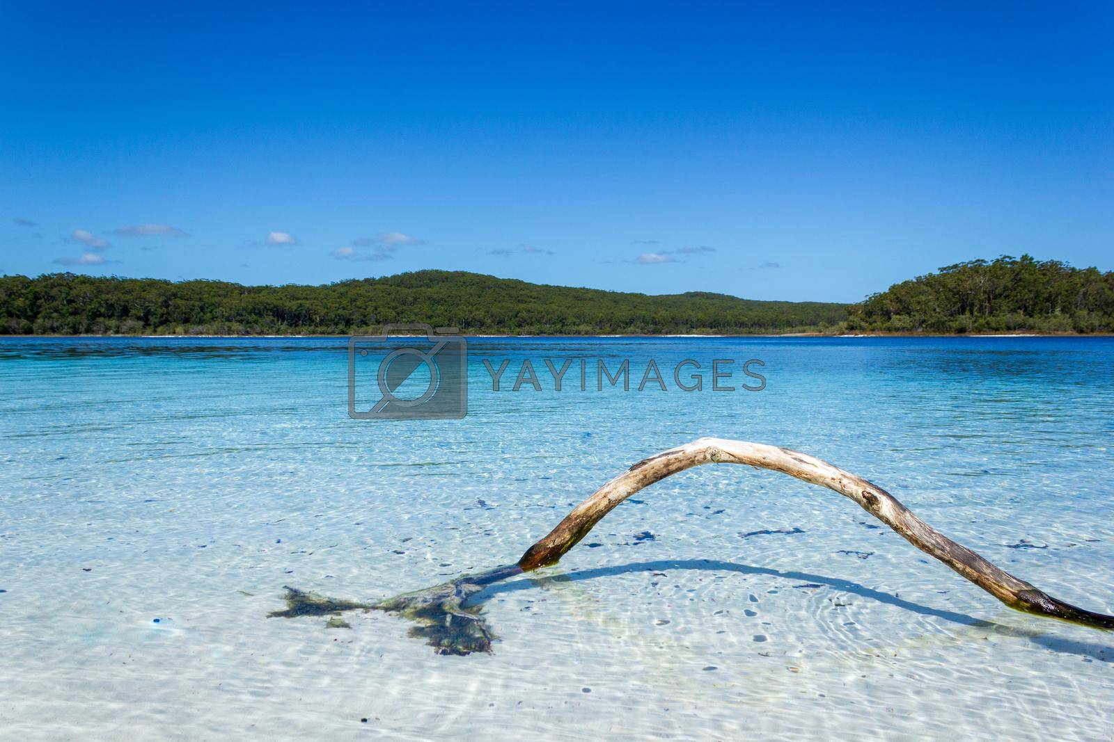 Royalty free image of Lake Mackenzie on Fraser Island off the Sunshine of Queensland is a beautiful freshwater lake popular with tourists who visit Fraser Island. Queensland, Australia by bettercallcurry