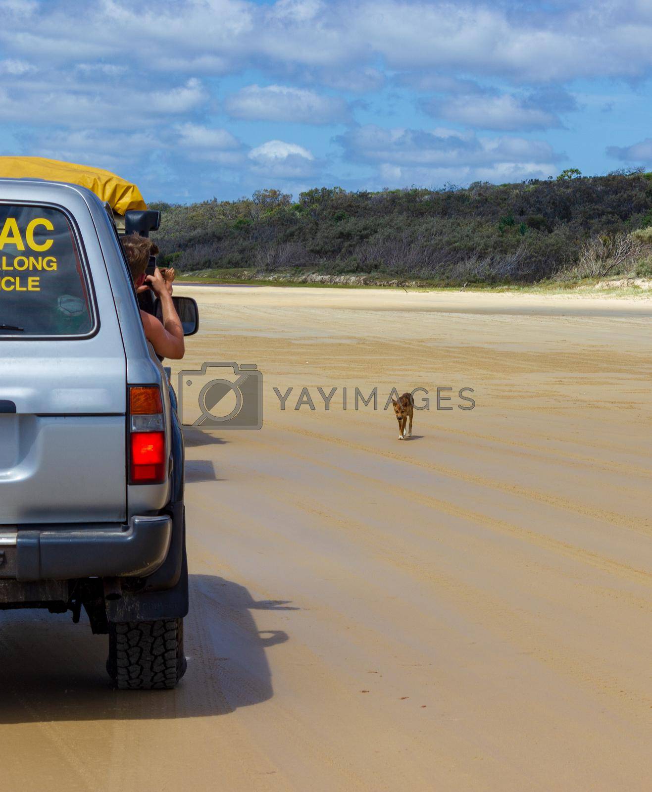 Royalty free image of trourist taking pictures of a Dingo out of the car, on the beach in Great Sandy National Park, Fraser Island Waddy Point, QLD, Australia by bettercallcurry