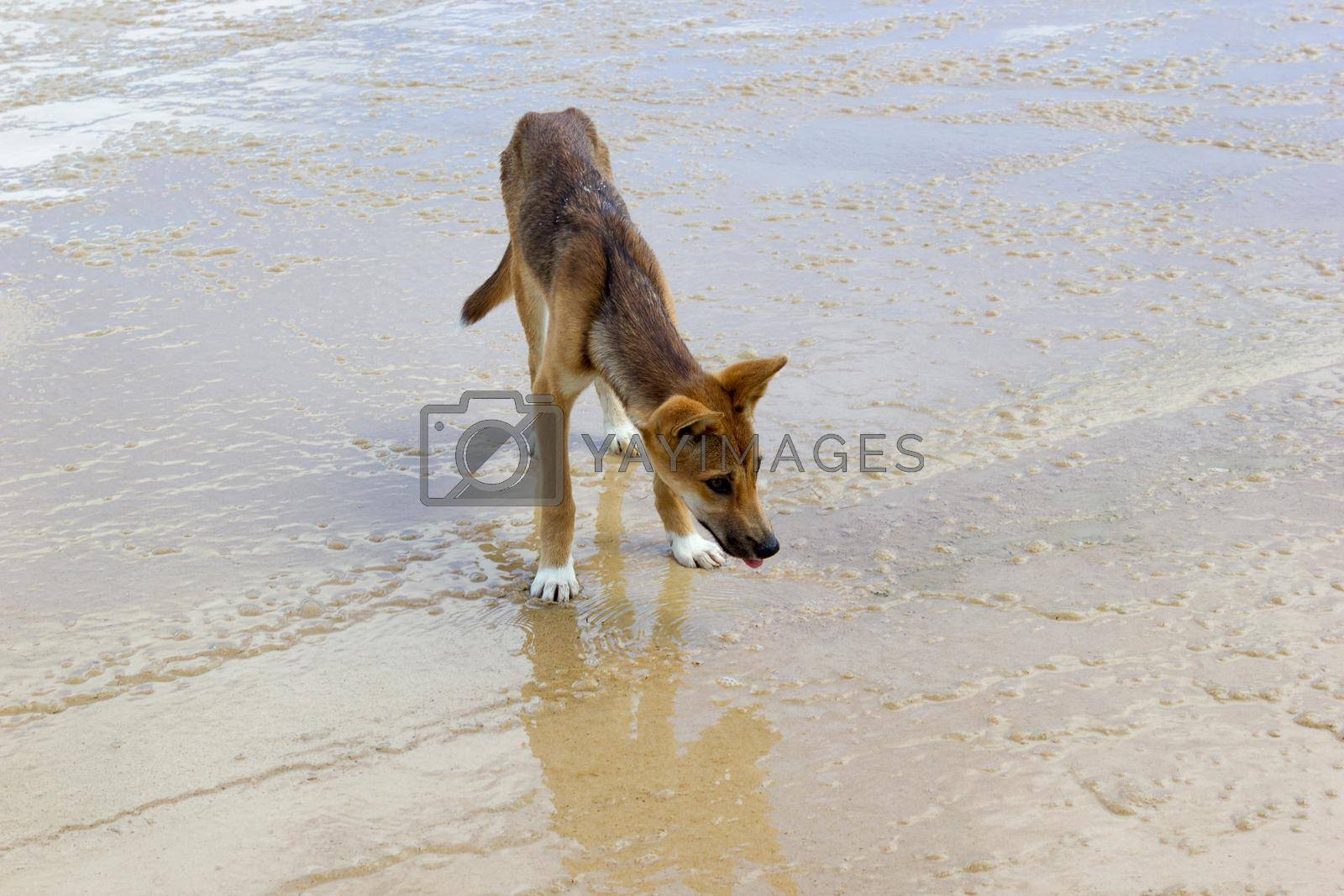 Royalty free image of Dingo on the beach in Great Sandy National Park, Fraser Island Waddy Point, QLD, Australia by bettercallcurry