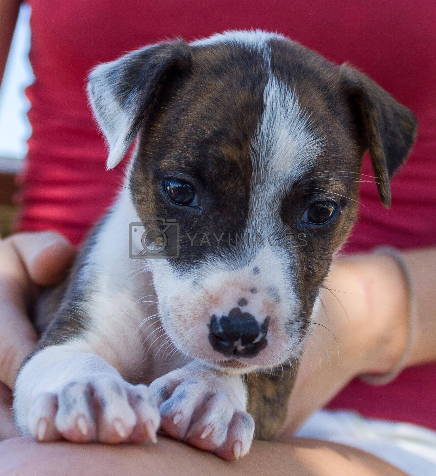 Royalty free image of cute puppy sitting on girls leg, broome australia by bettercallcurry
