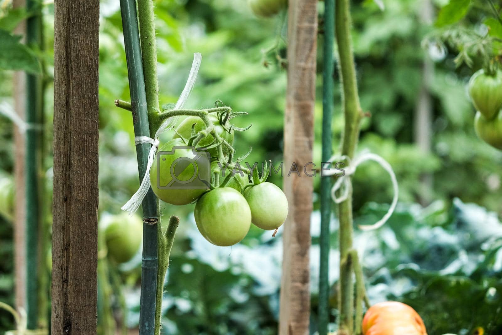 Royalty free image of Close-up of green large tomatoes in a vegetable garden. Bio agriculture. Very tasteful tomatoes grown in the family garden, without chemicals. Family tradition of growing vegetables at home by karpovkottt
