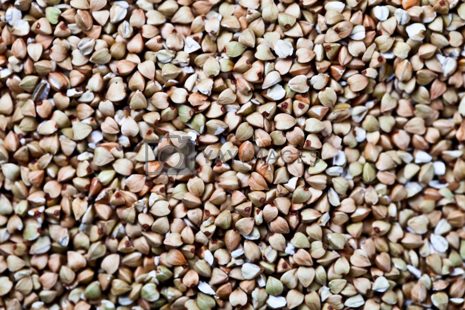 Royalty free image of Fresh green dry buckwheat background. by marylooo