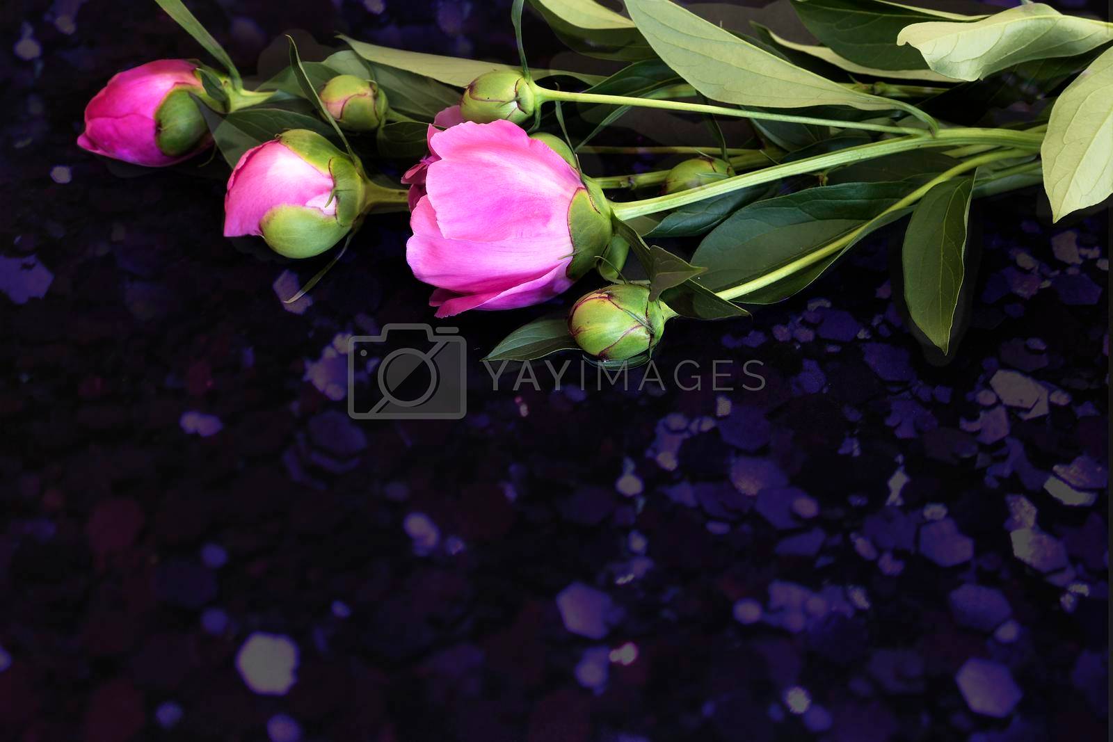 Royalty free image of Flowering peonies on a black background. by georgina198