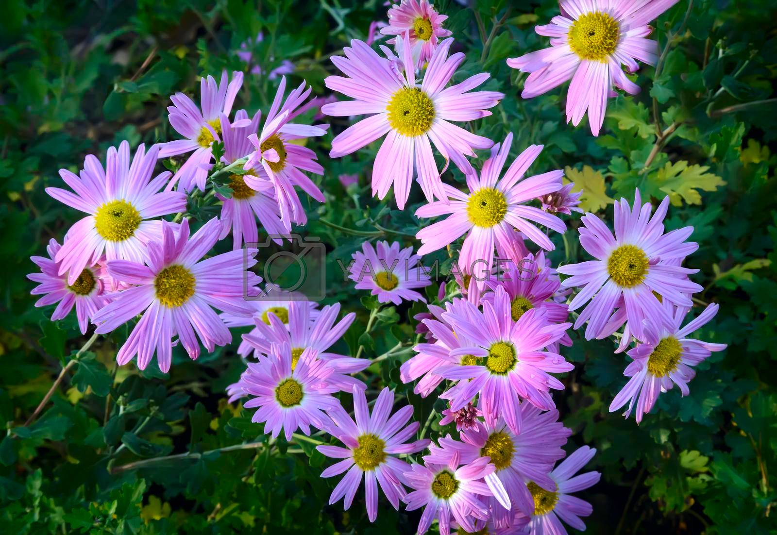 Royalty free image of Beautiful lilac chrysanthemums blooming in the garden by georgina198