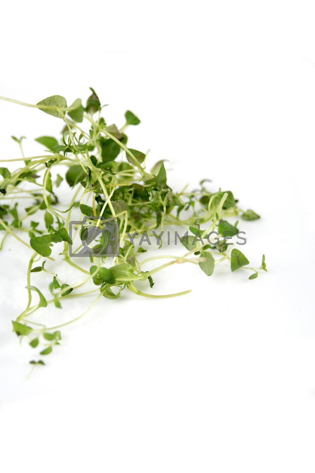 Royalty free image of Fresh thyme by moodboard