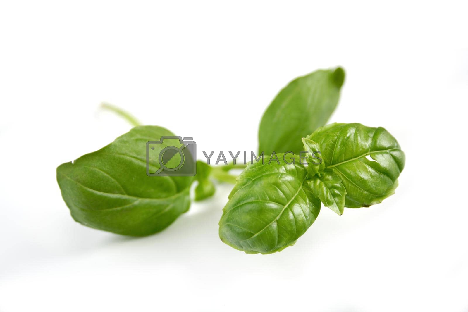 Royalty free image of Basil by moodboard