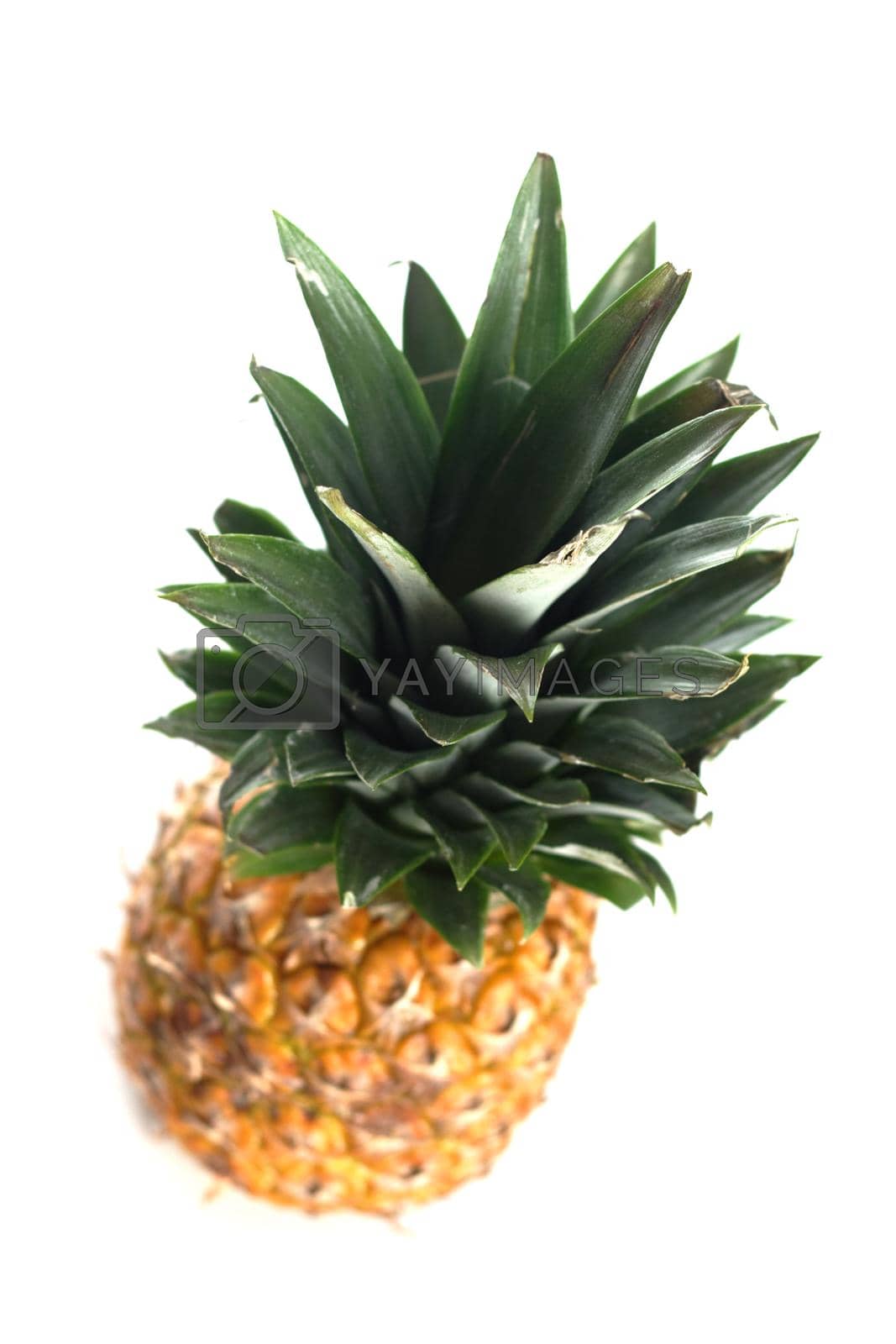 Royalty free image of Pineapple by moodboard
