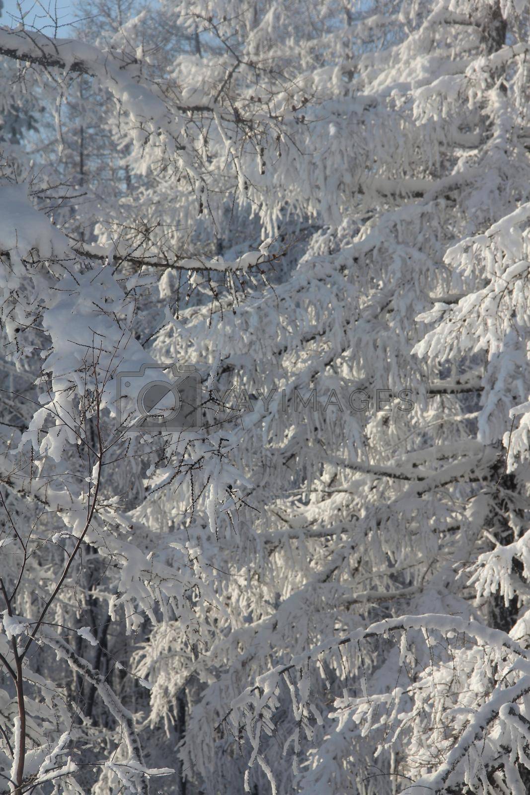 Royalty free image of Coniferous Forest winter Landscape by destillat