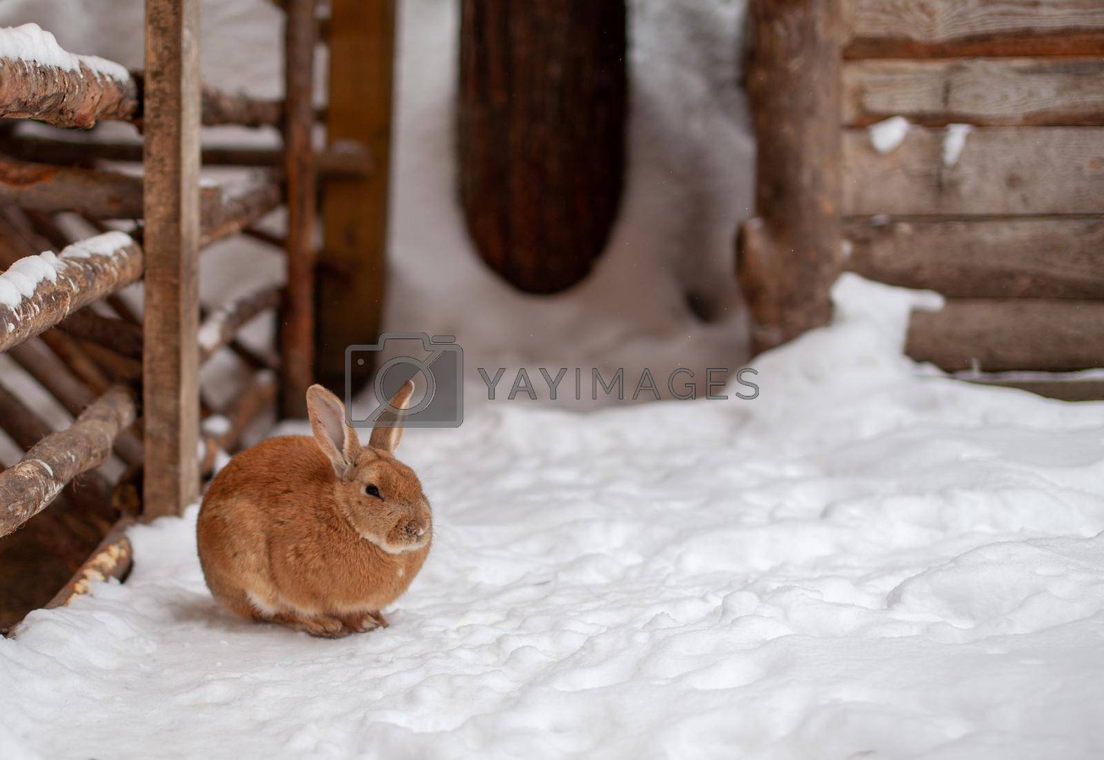Royalty free image of Beautiful, fluffy red rabbit in winter on the farm.  by AnatoliiFoto