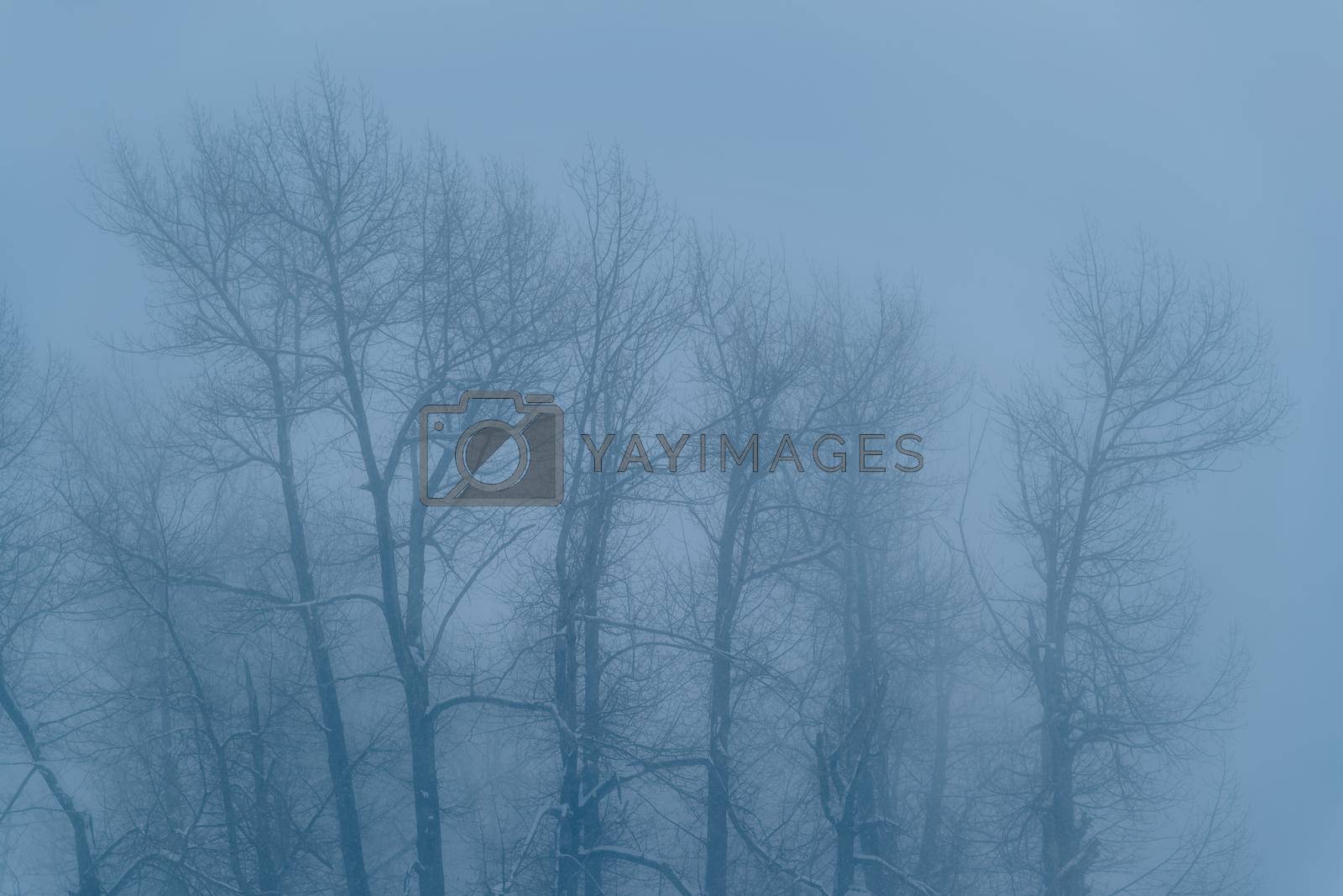 Royalty free image of Leafless Trees in the Fog by Anna_Omelchenko