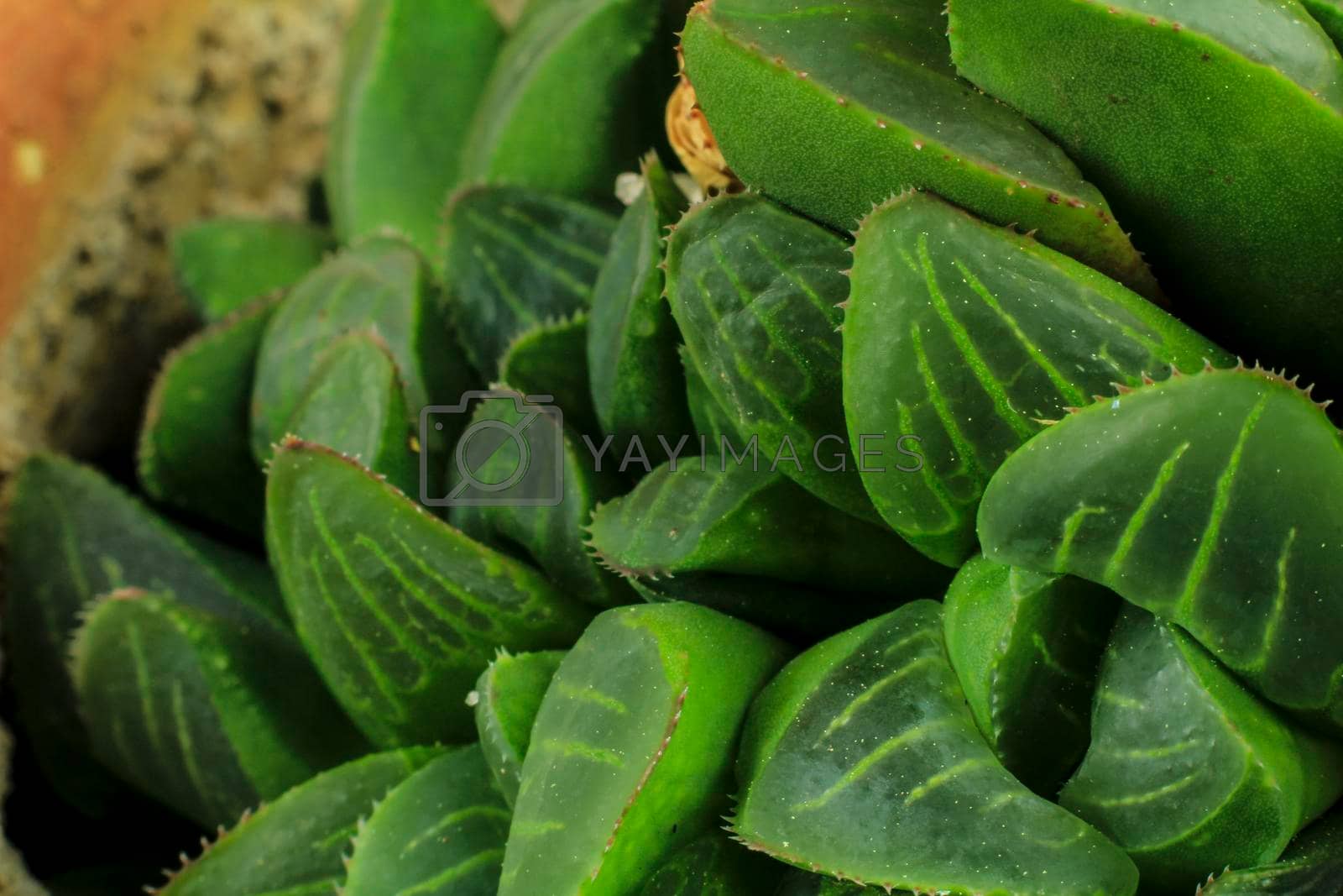 Royalty free image of Haworthia Retusa succulent plant in the garden by soniabonet