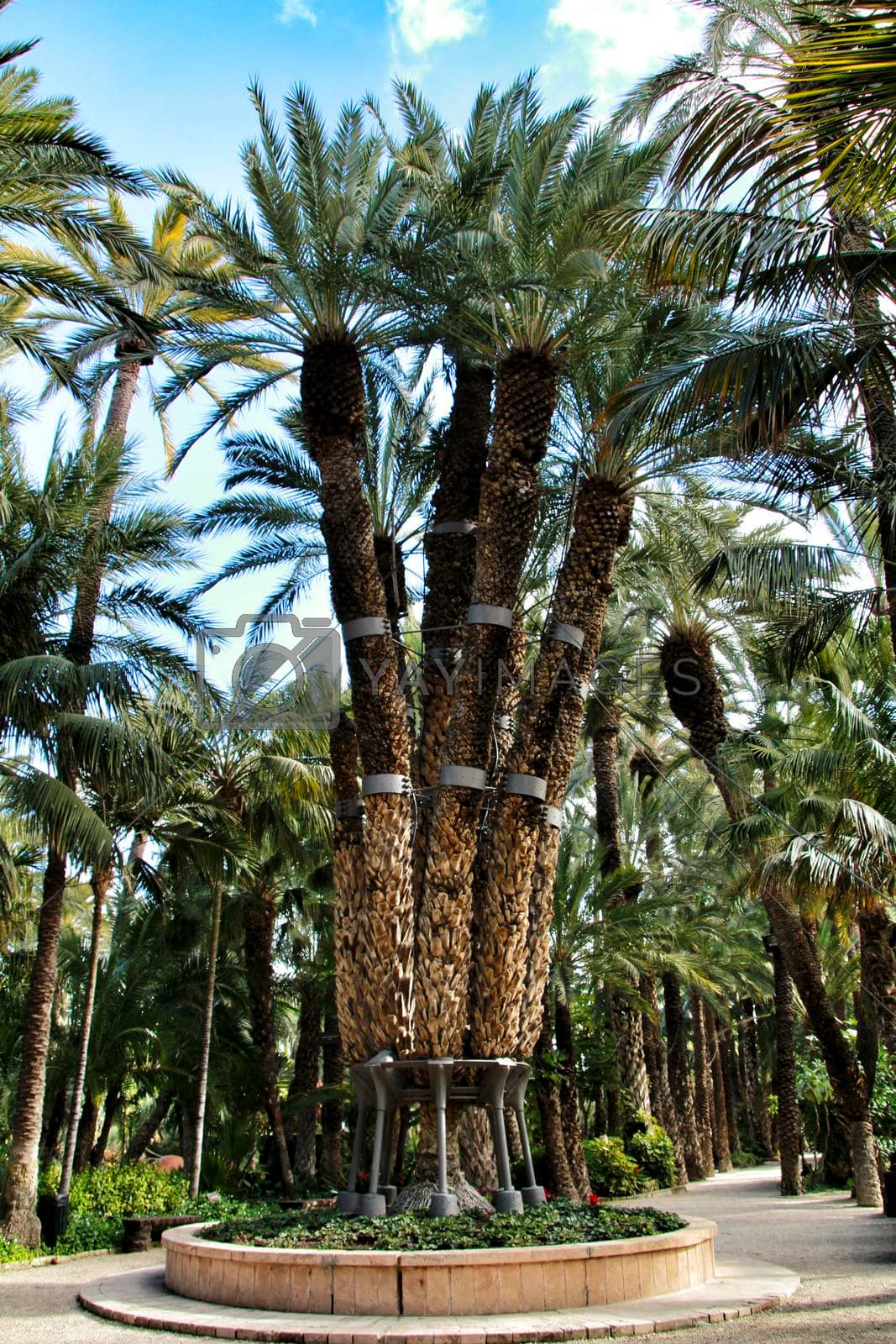 Royalty free image of Colossal eight-arm palm tree by soniabonet