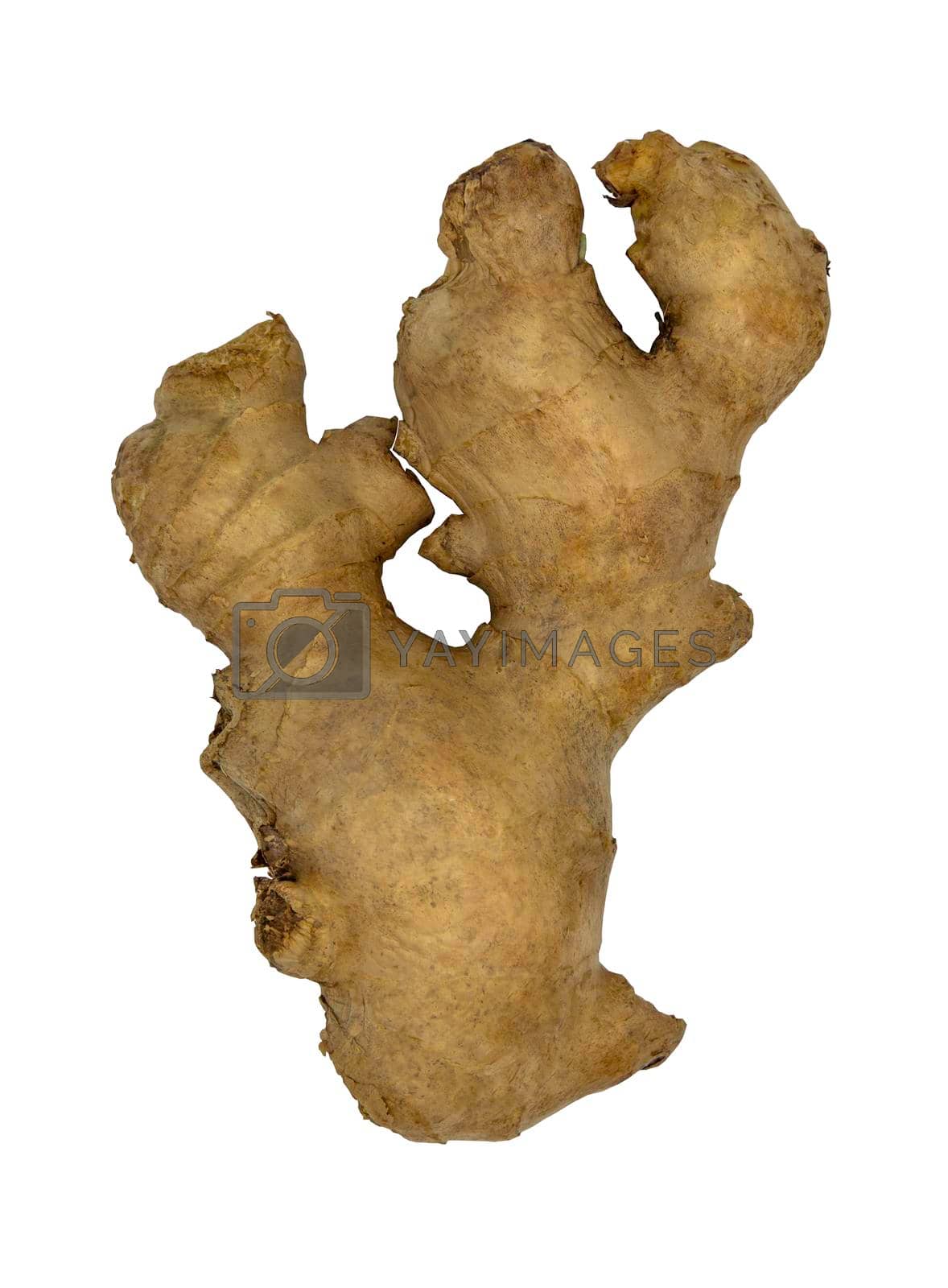 Royalty free image of Fresh ginger rhizome isolated on white background with clipping path. by tosirikul